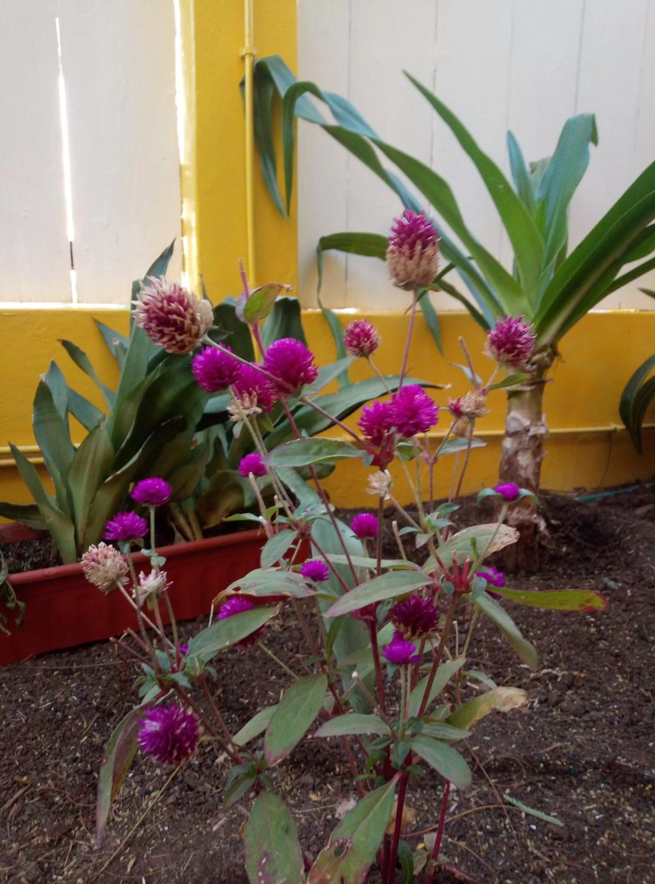 Garden view in O Jardim do Vinho