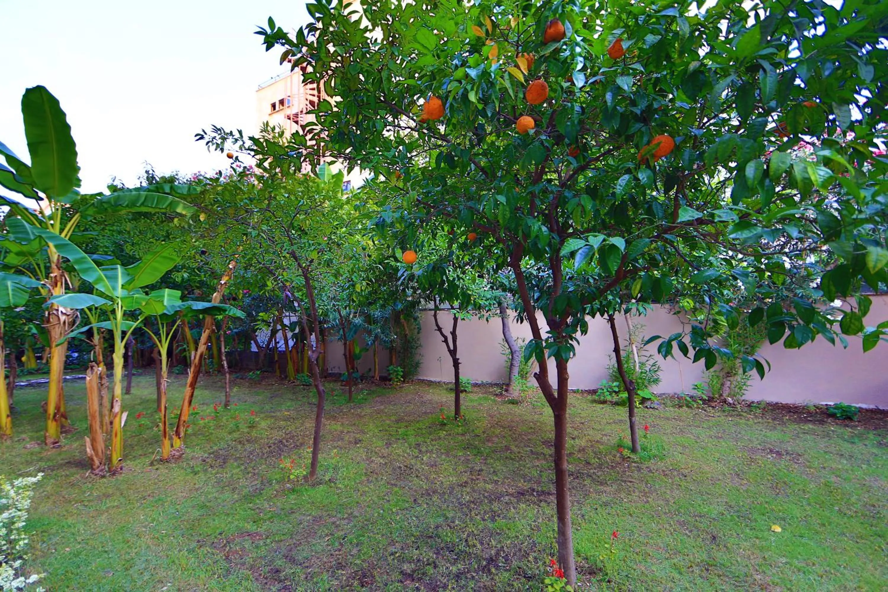 Restaurant/places to eat in Perle Apart Hotel