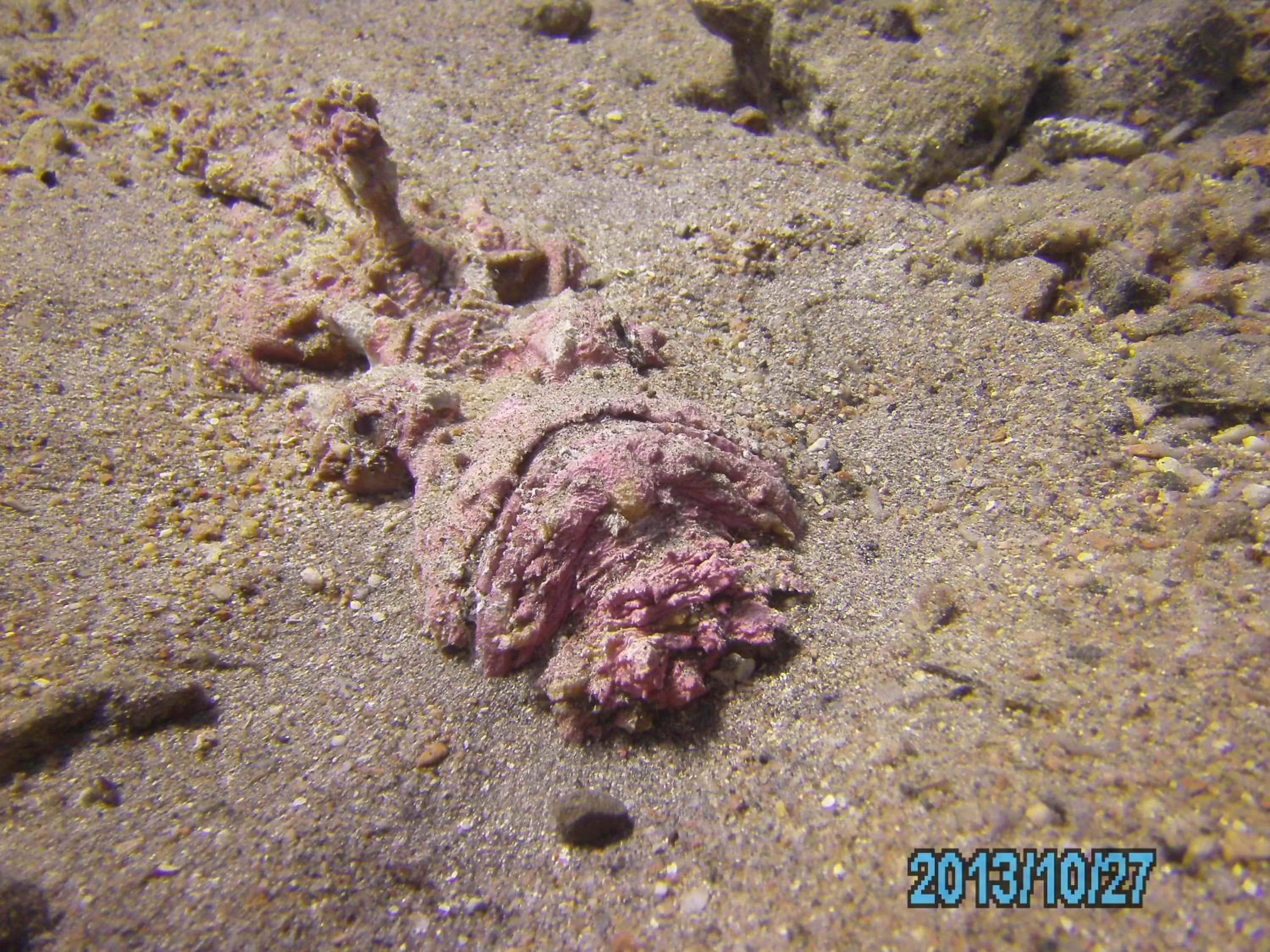 Diving in Arab Divers Dive Center and Bed & Breakfast