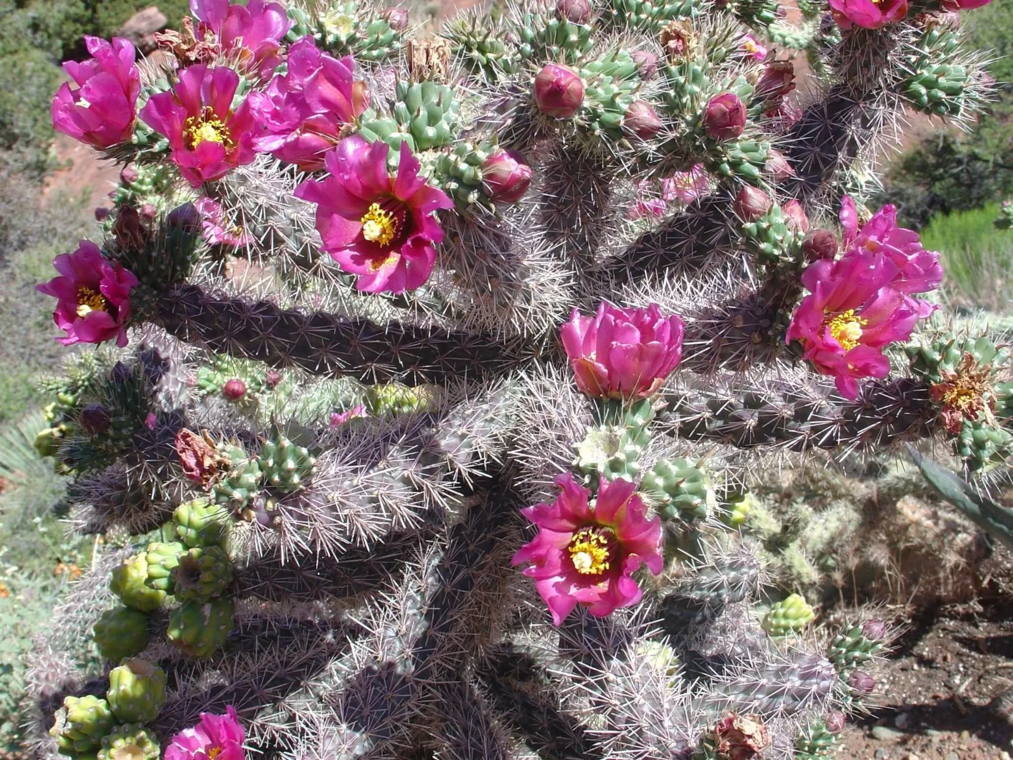 Natural landscape in Sedona Cathedral Hideaway B&B & Spa