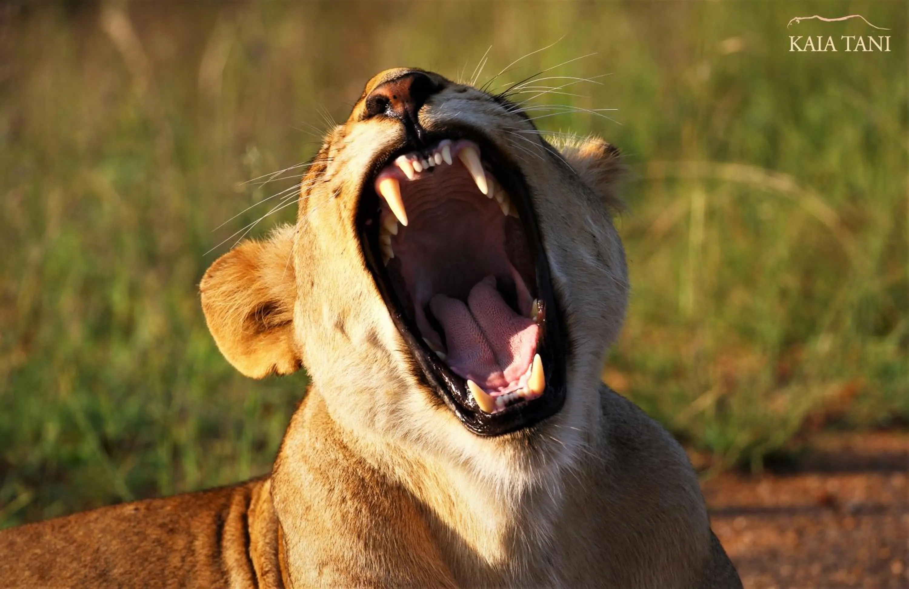 Animals in Kaia Tani Exclusive Guesthouse