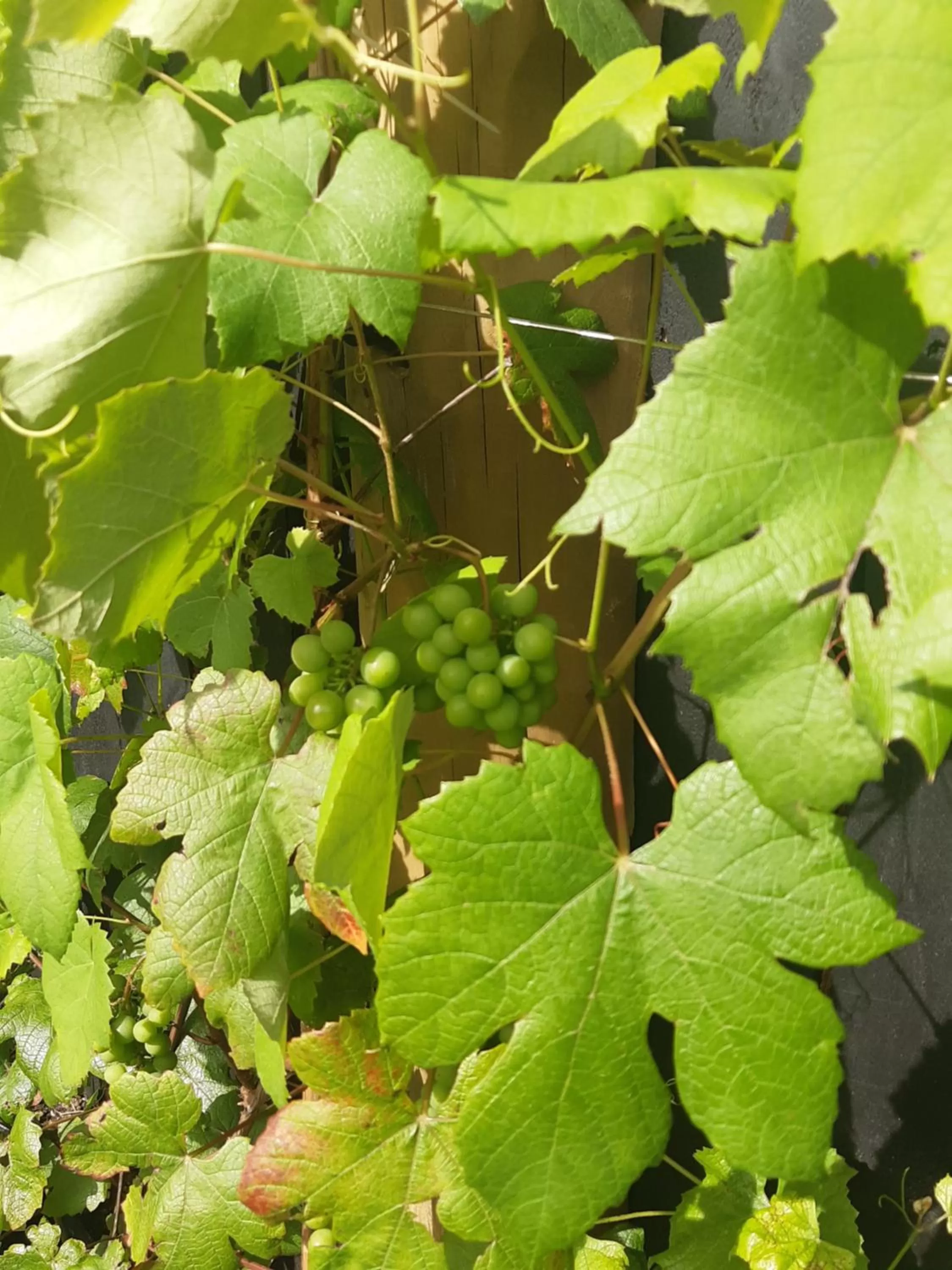 Garden in Harbour View Cottage