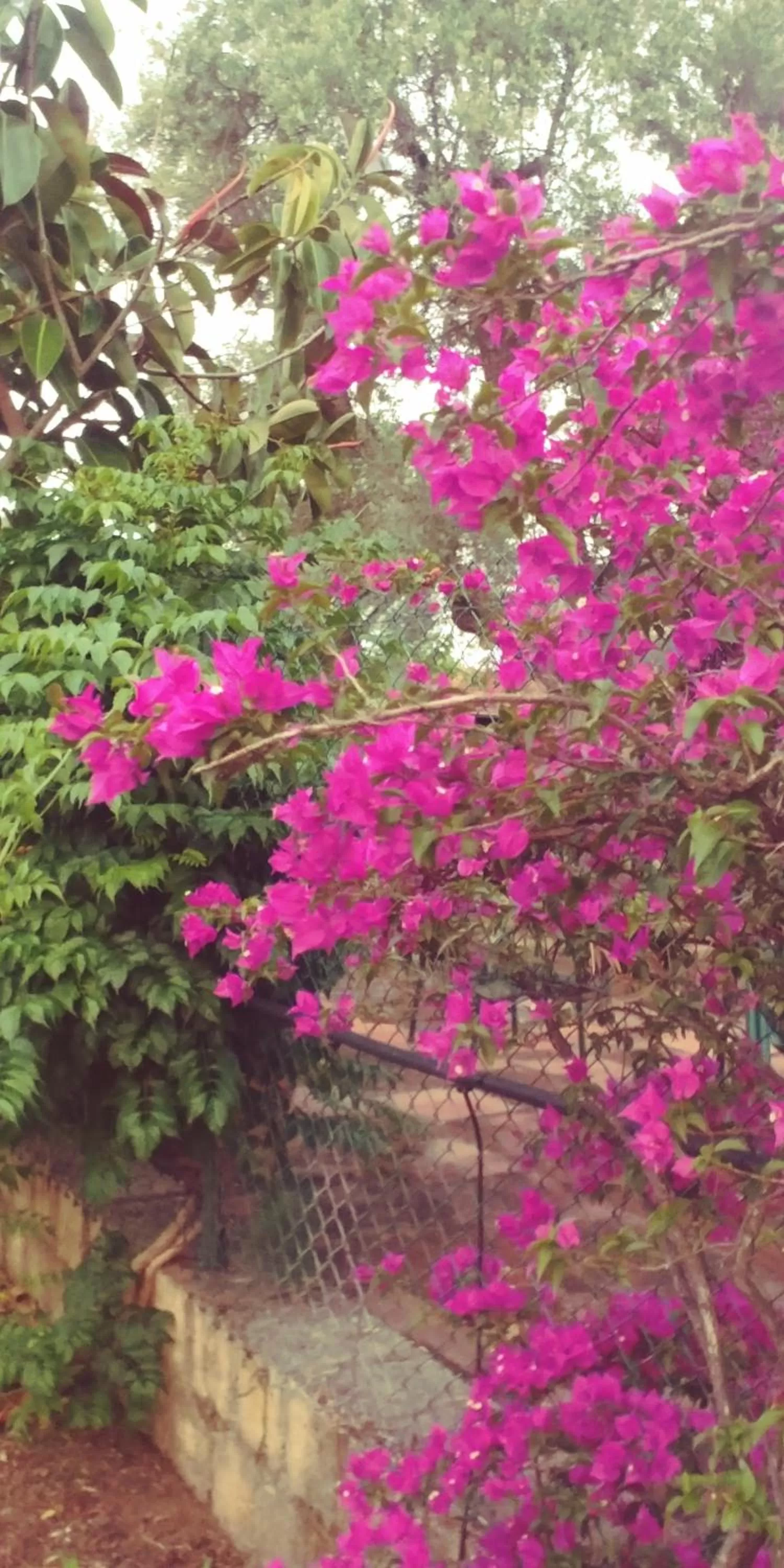 Garden view in La Piana degli Ulivi