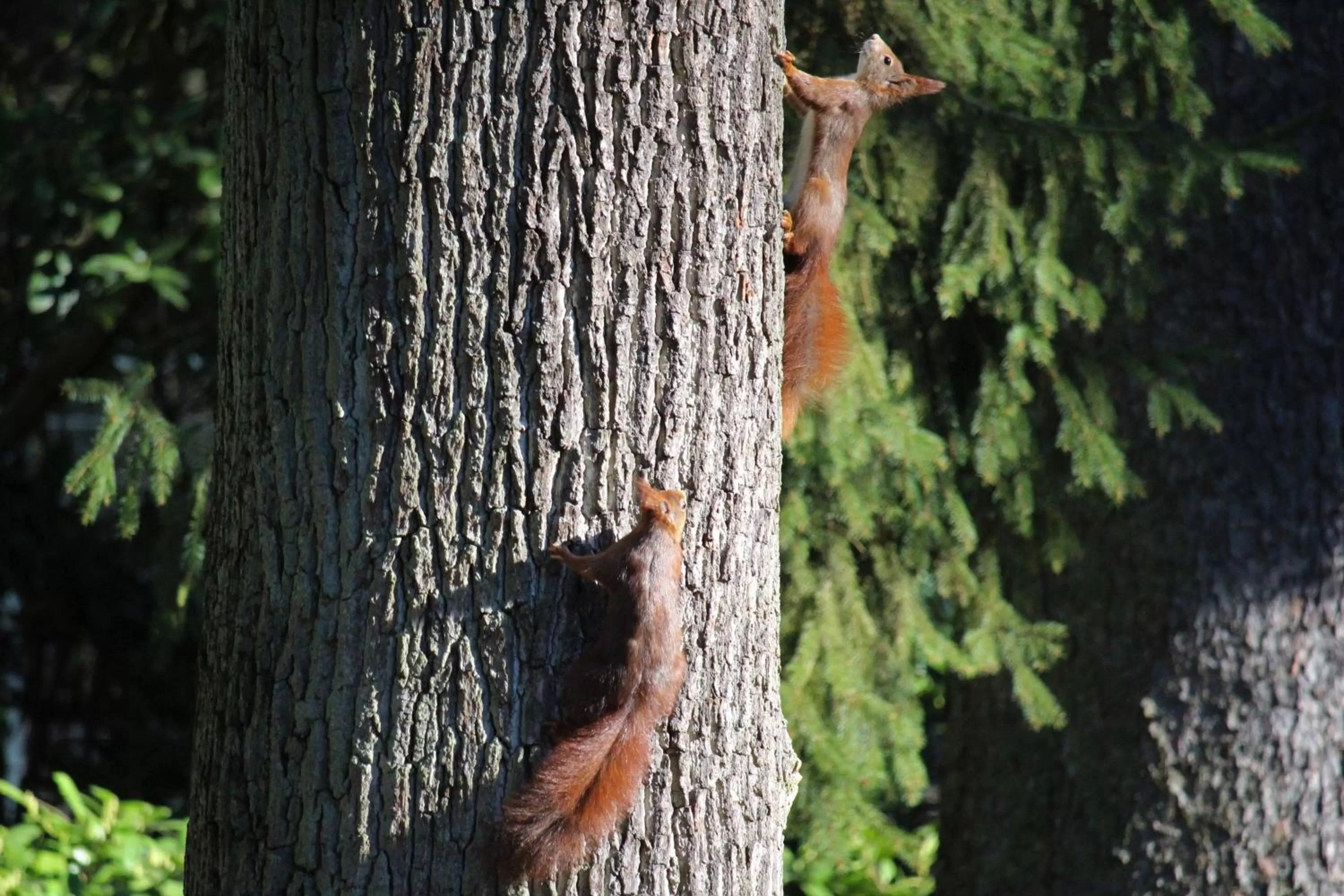 Garden in Hardtwald Hotel