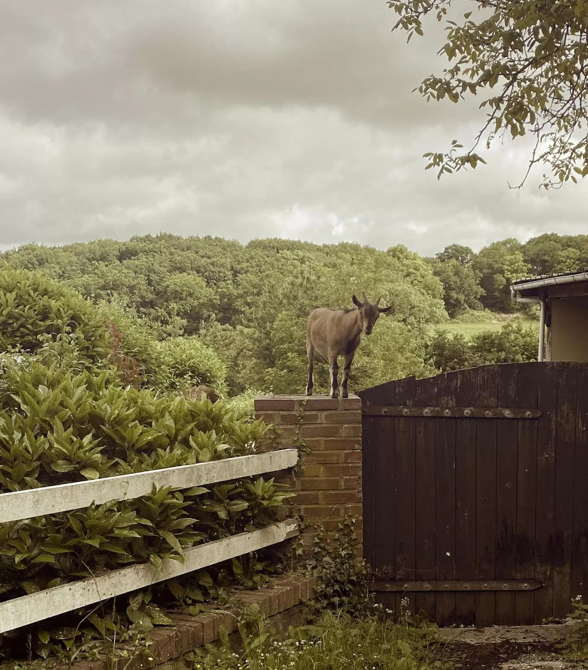 Day, Other Animals in La folie douce, votre gîte brocante, sport et nature