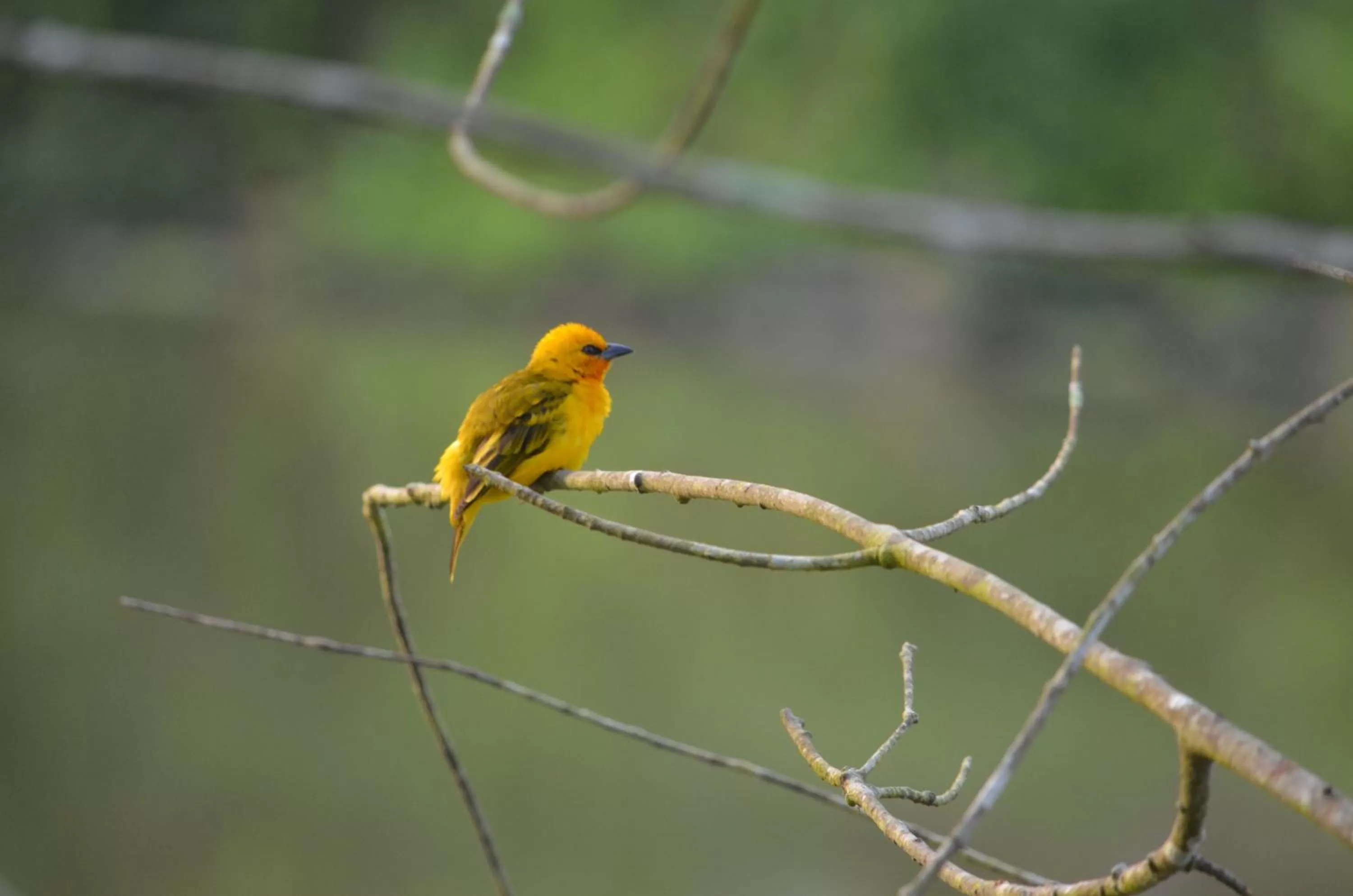 Animals in Hans Cottage Botel