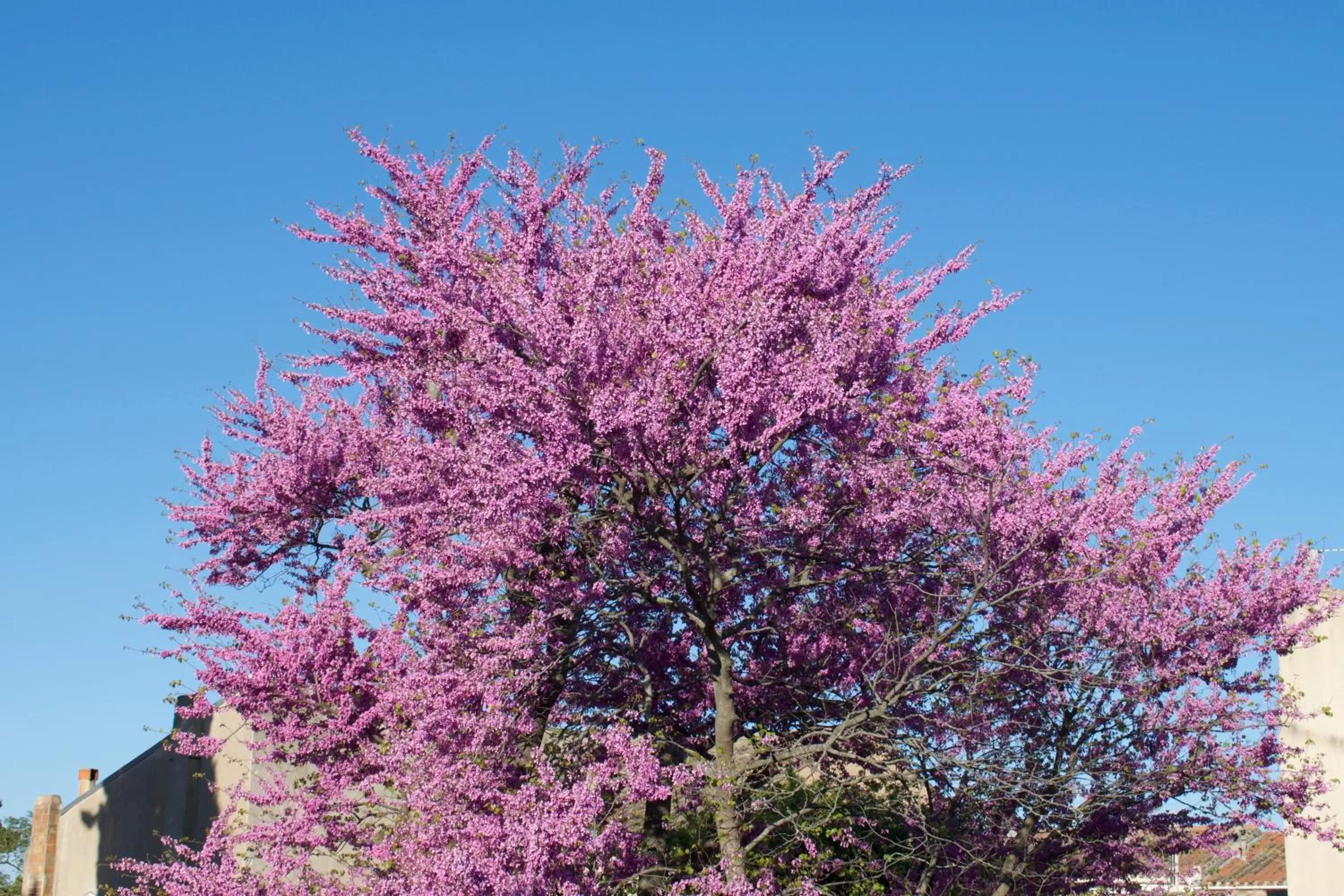 Garden in Art Home BnB