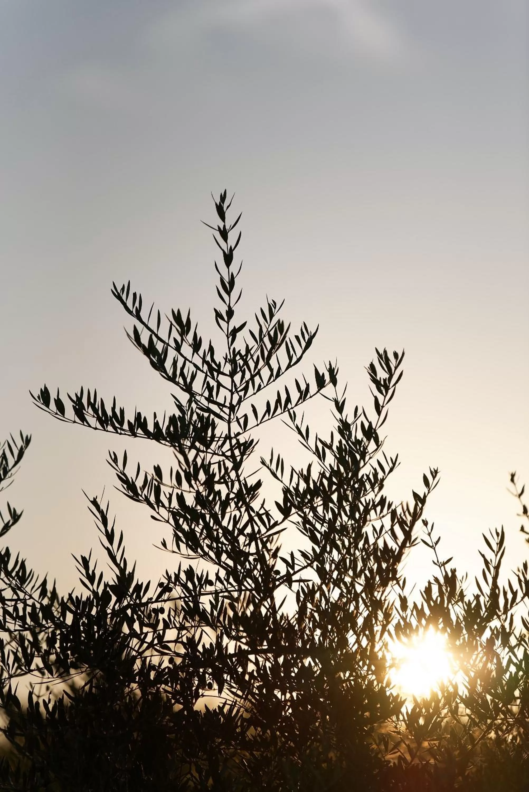 Natural landscape in Domaine la Pierre Blanche