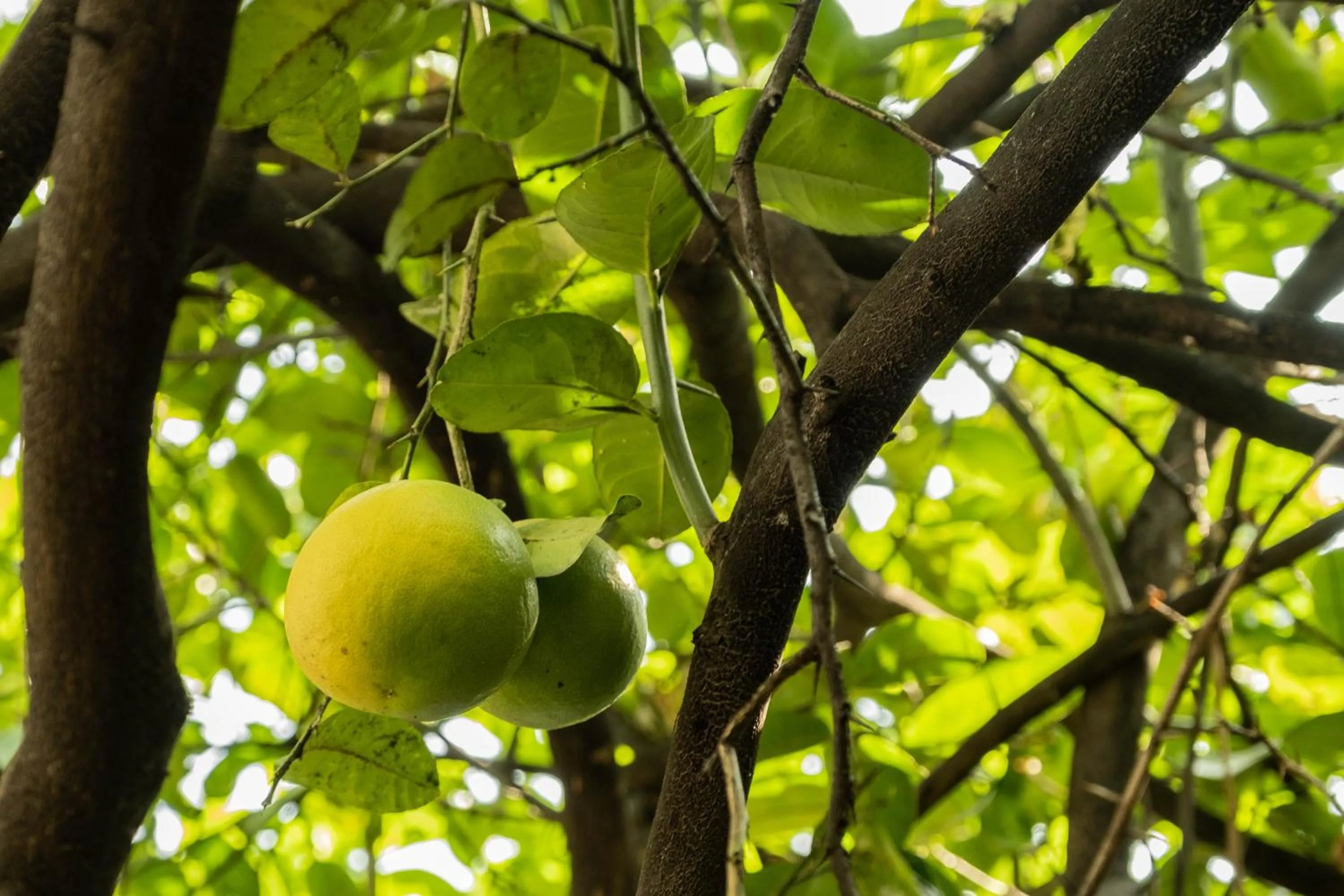 Patio in Hotel Layseca