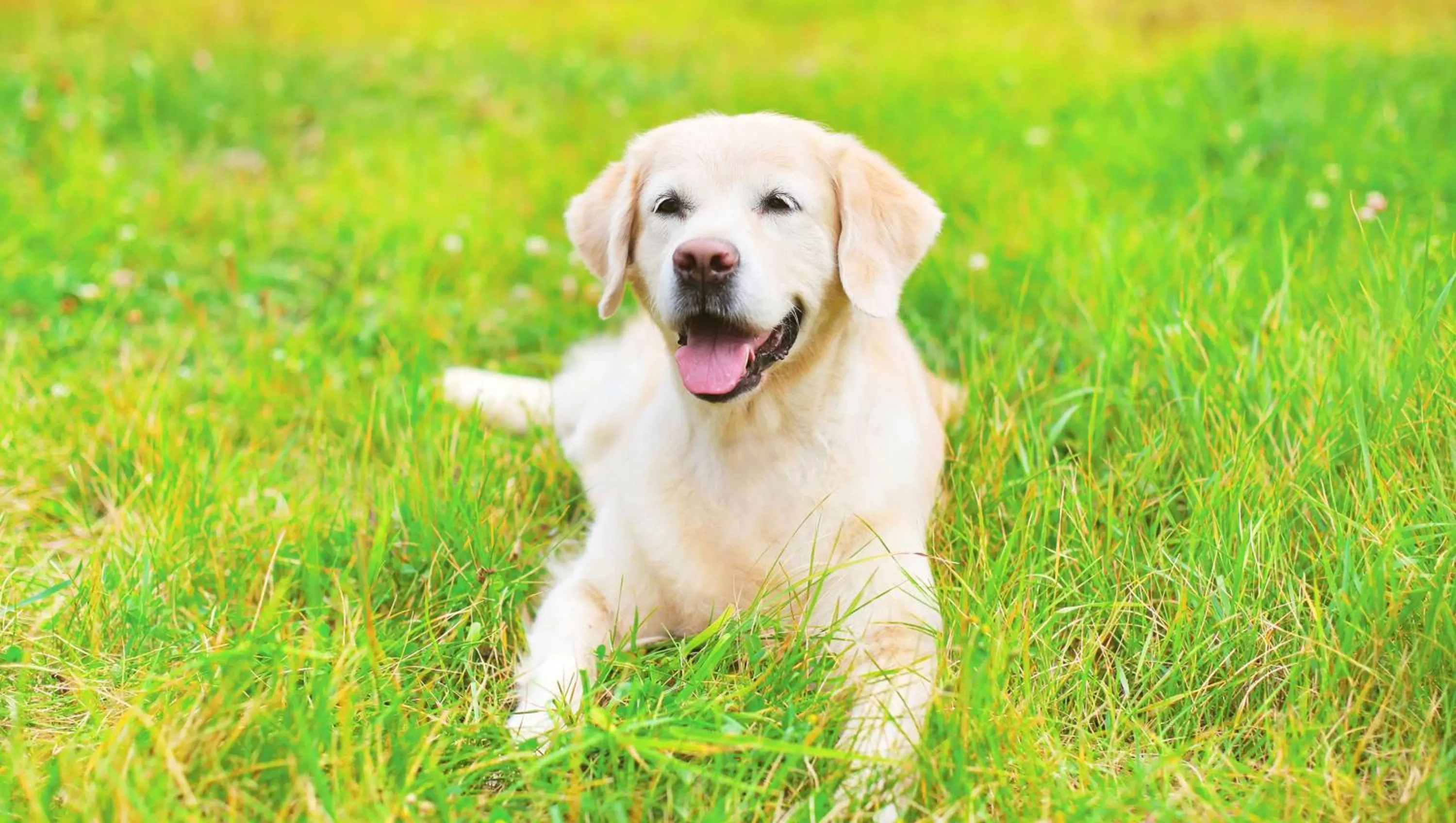 Pets in Royalton Inn and Suites, Wilmington,Ohio