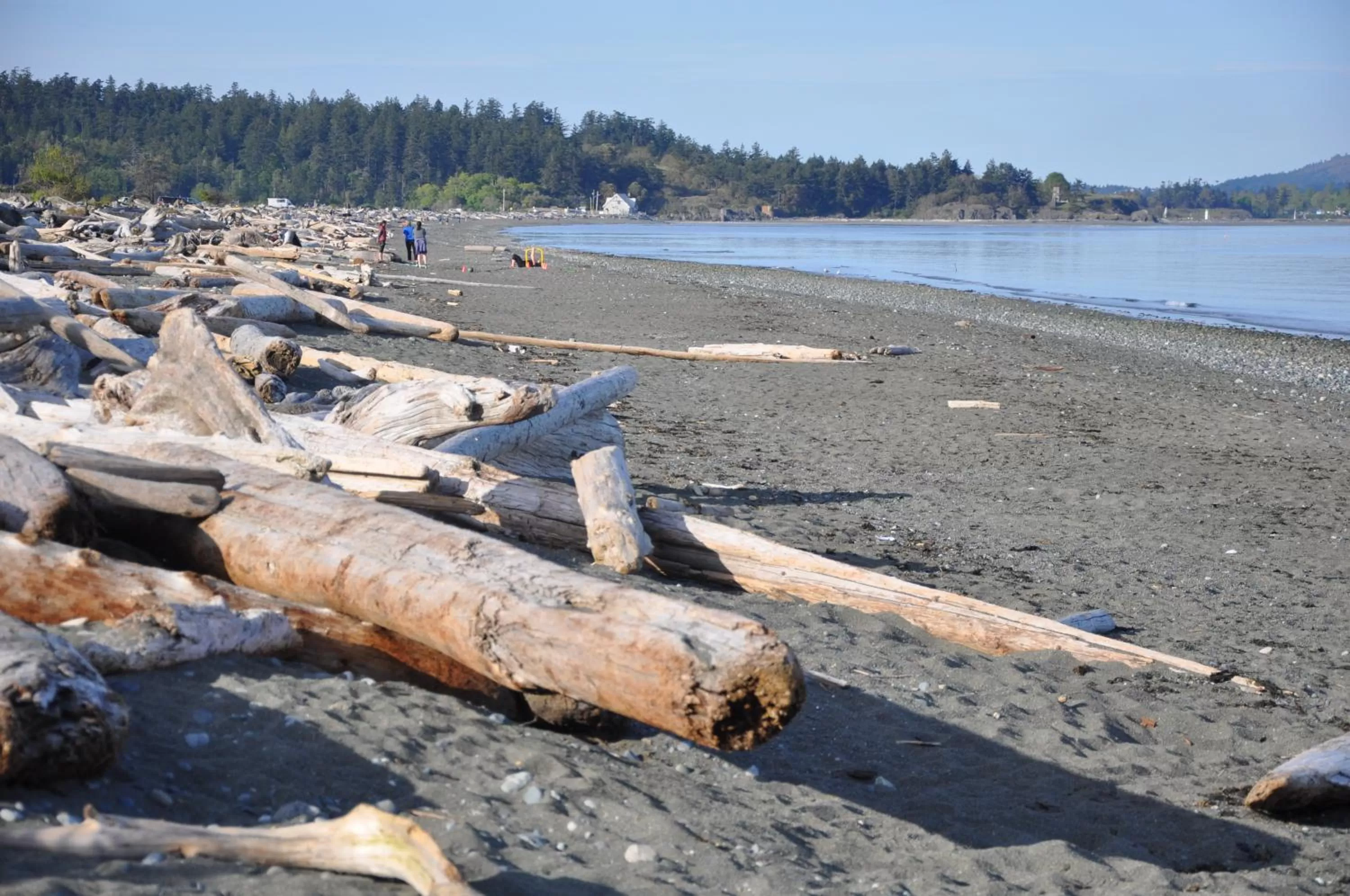 Beach in Birds of a Feather Victoria Oceanfront Studio Suites