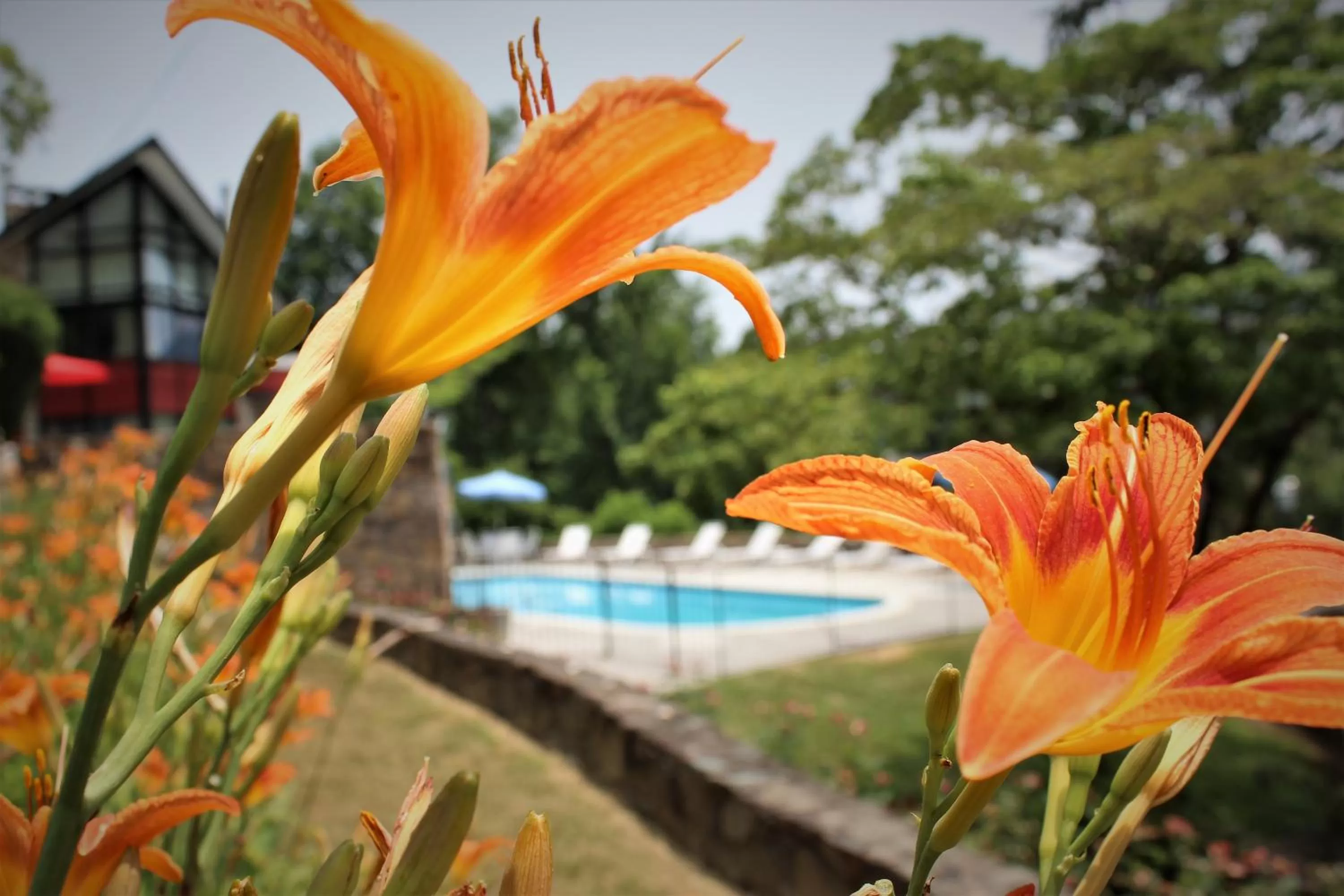 Garden in Chalet Inn