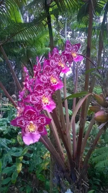 Spring, Garden in Aloha Crater Lodge