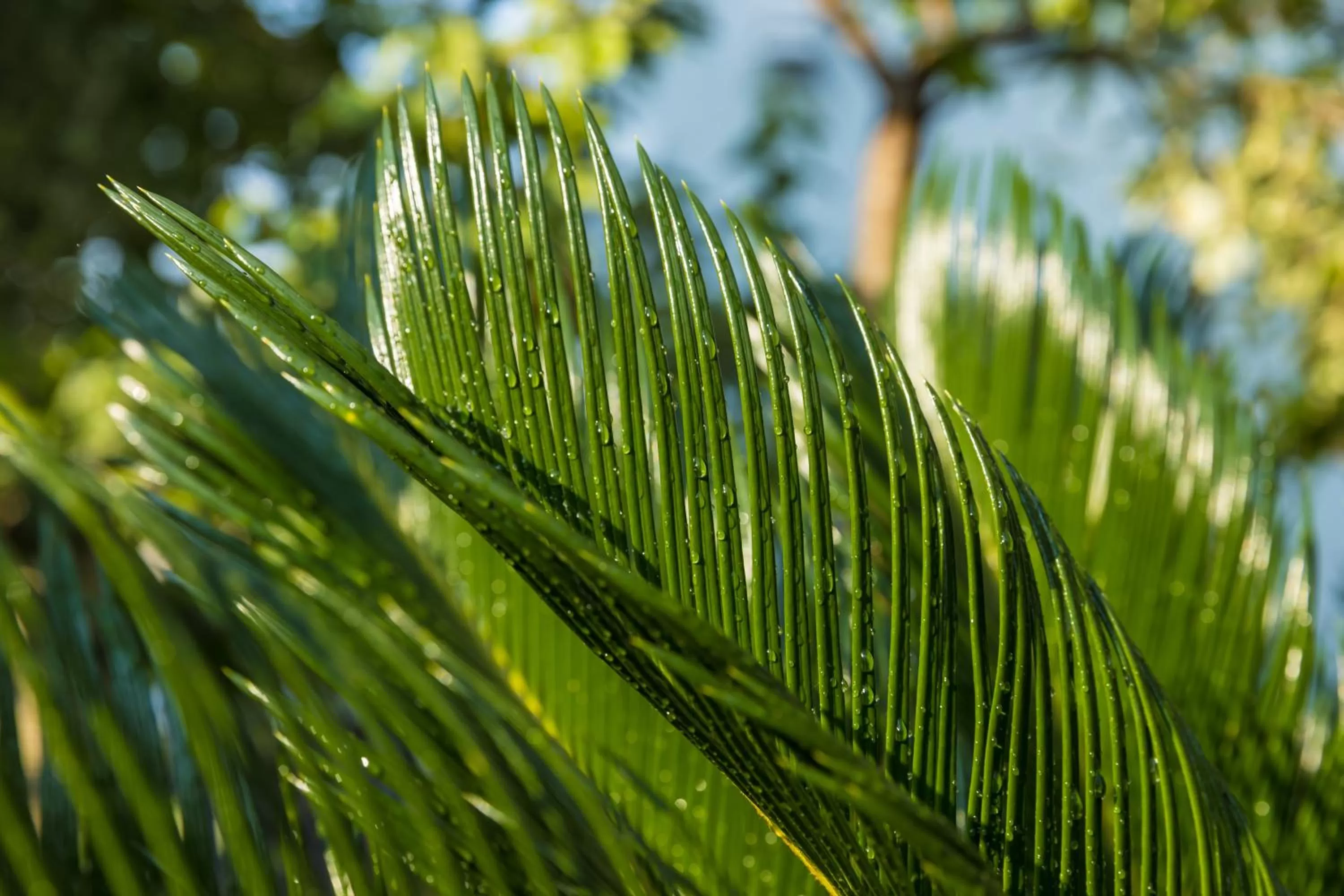Natural landscape in TJ GARDENS