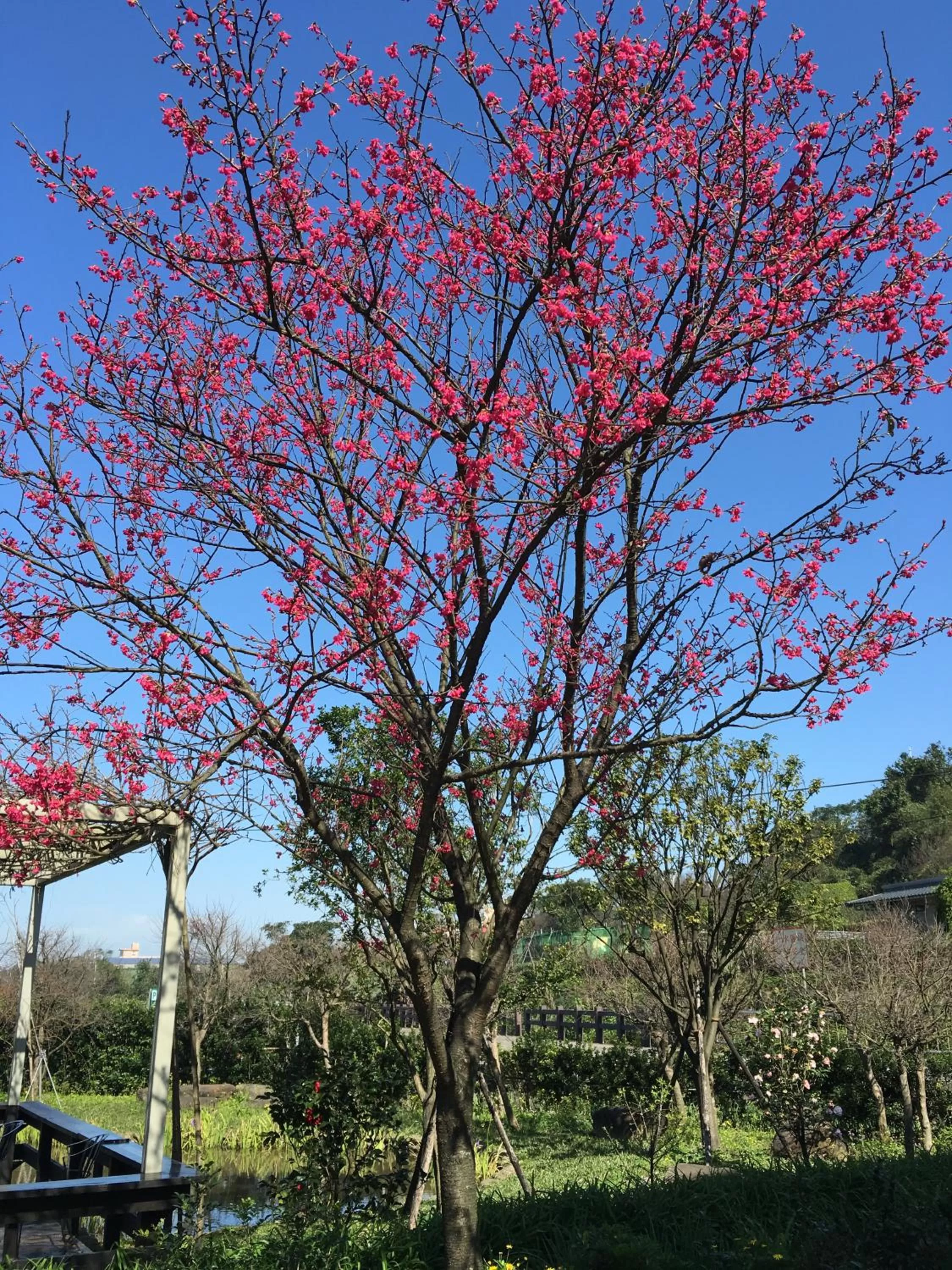 Garden in Rainbow Bridge B&B