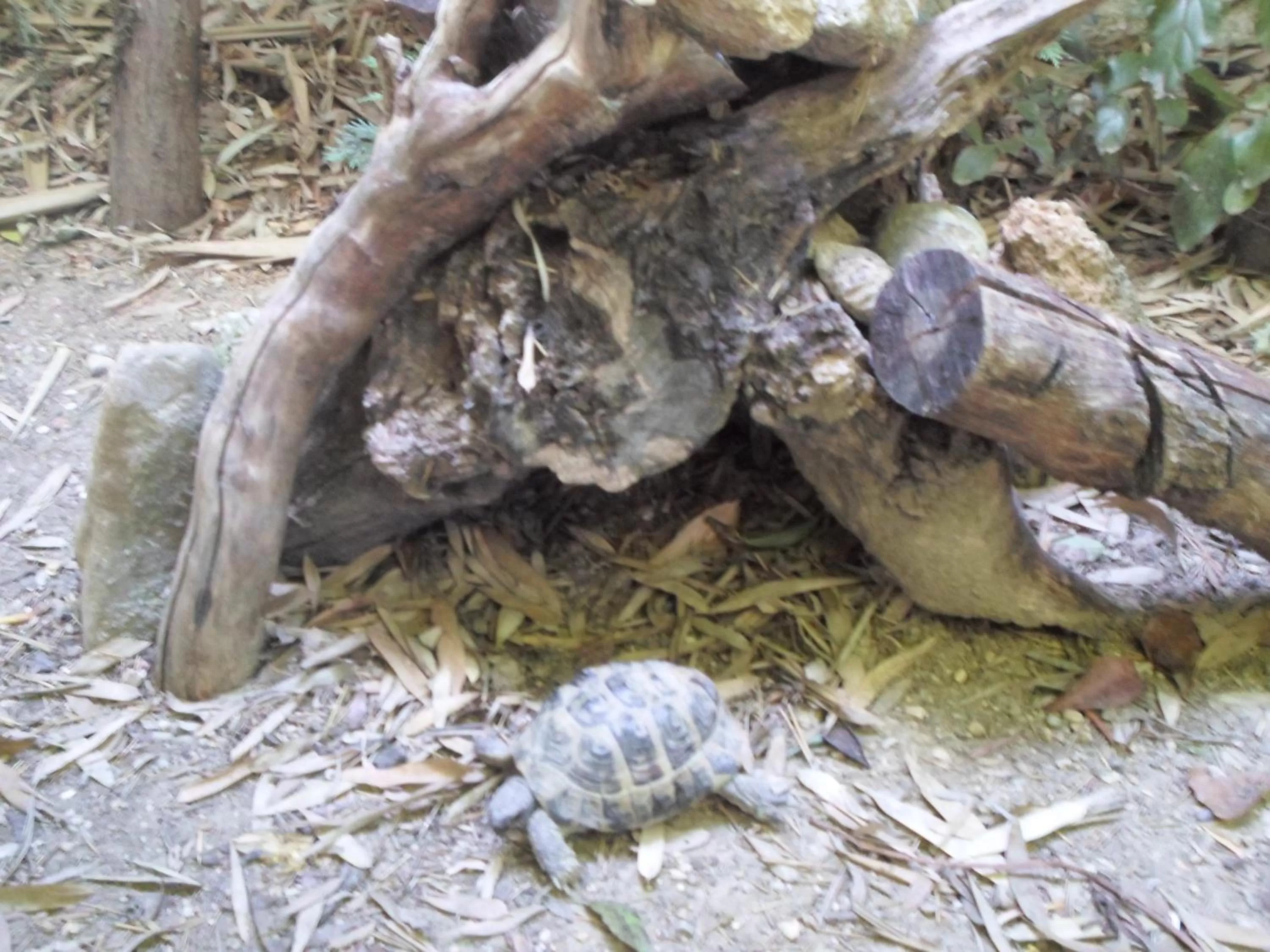 Animals, Other Animals in La Sapiniére -chambres climatisées