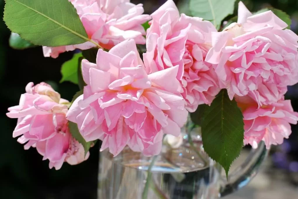 Garden in Comfortable rooms