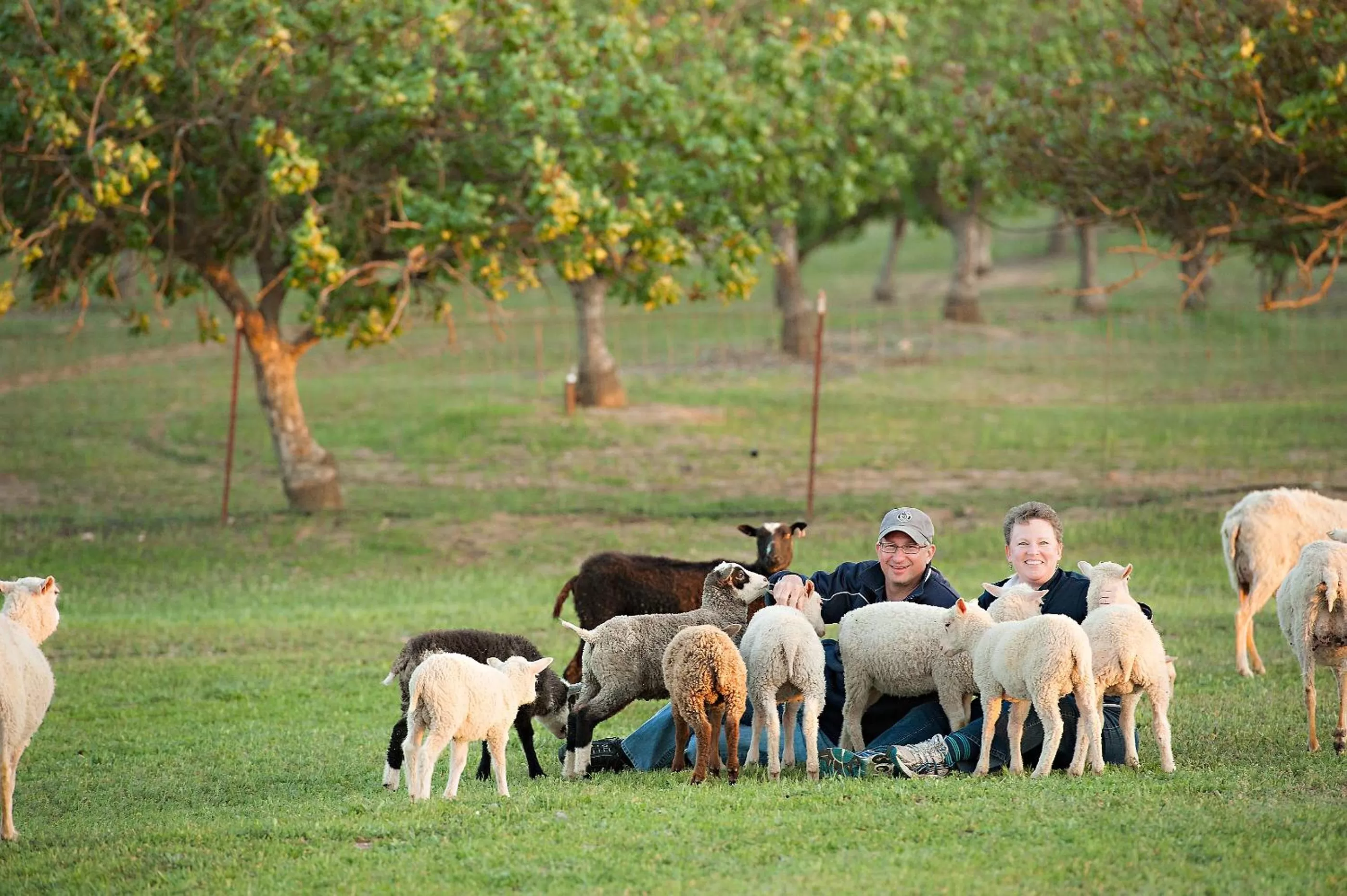 Other Animals in Rêves de Moutons