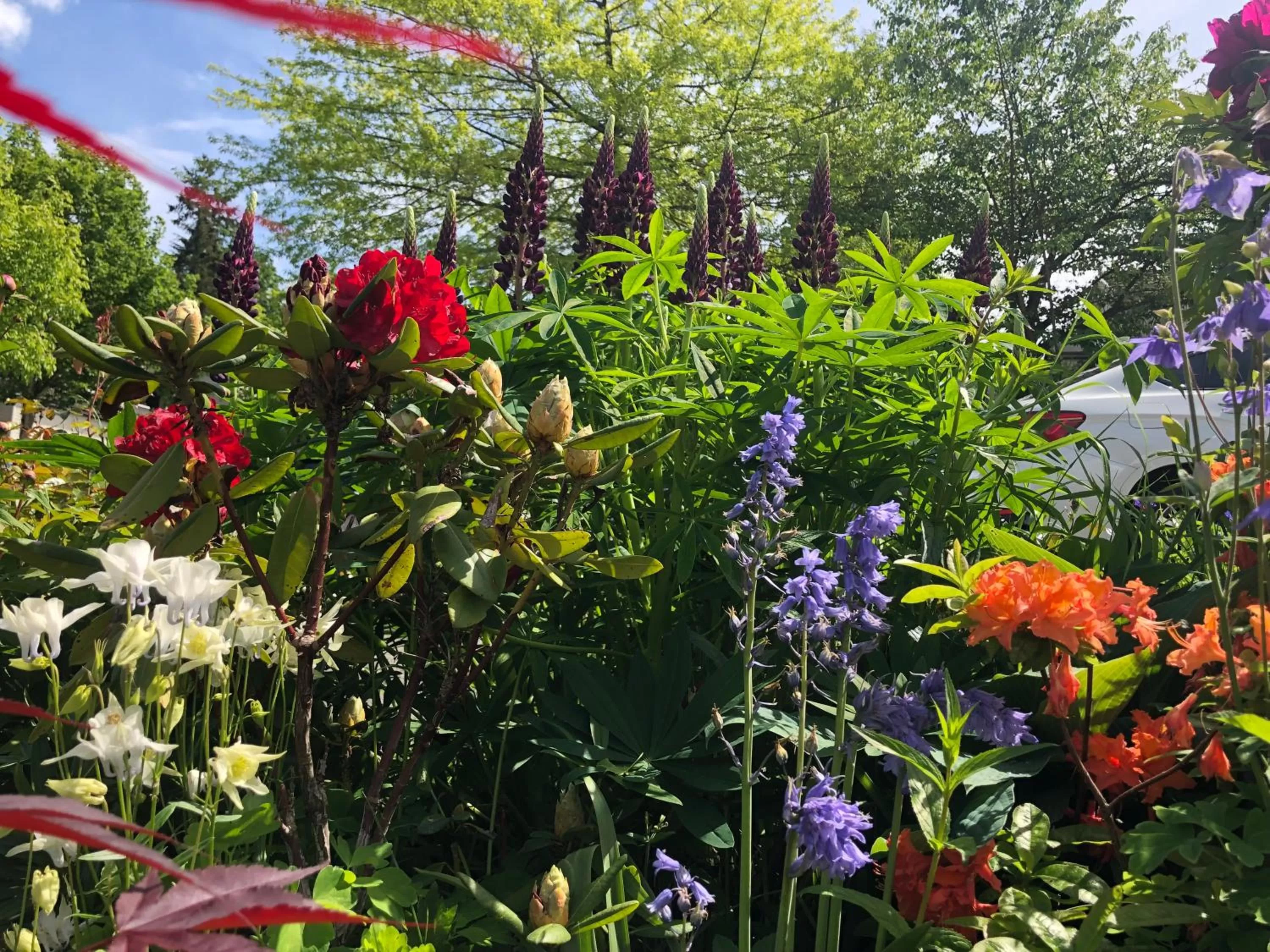 View (from property/room), Garden in Jane's private rooms with shared washroom