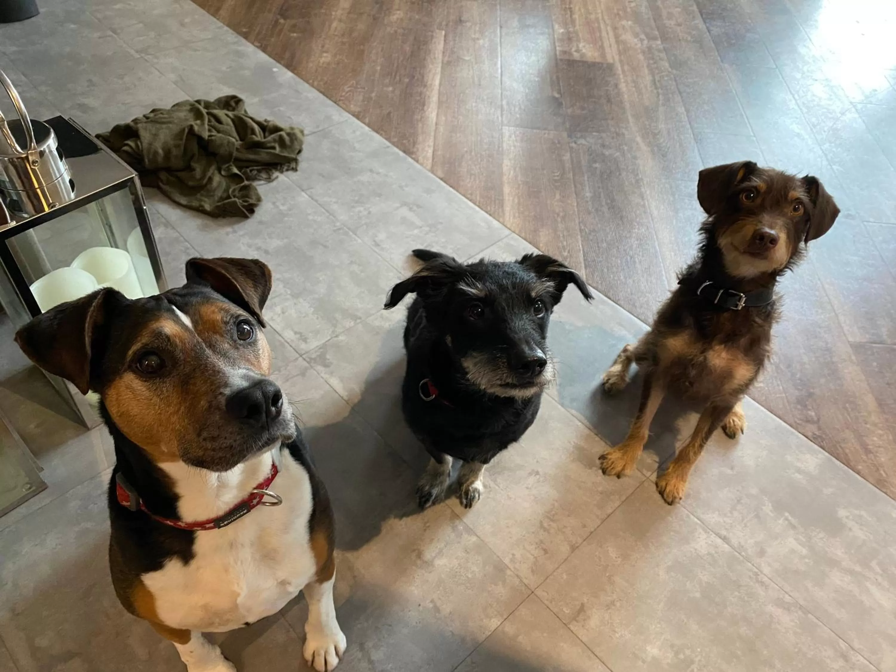 Pets in Margaréta Garden & SPA