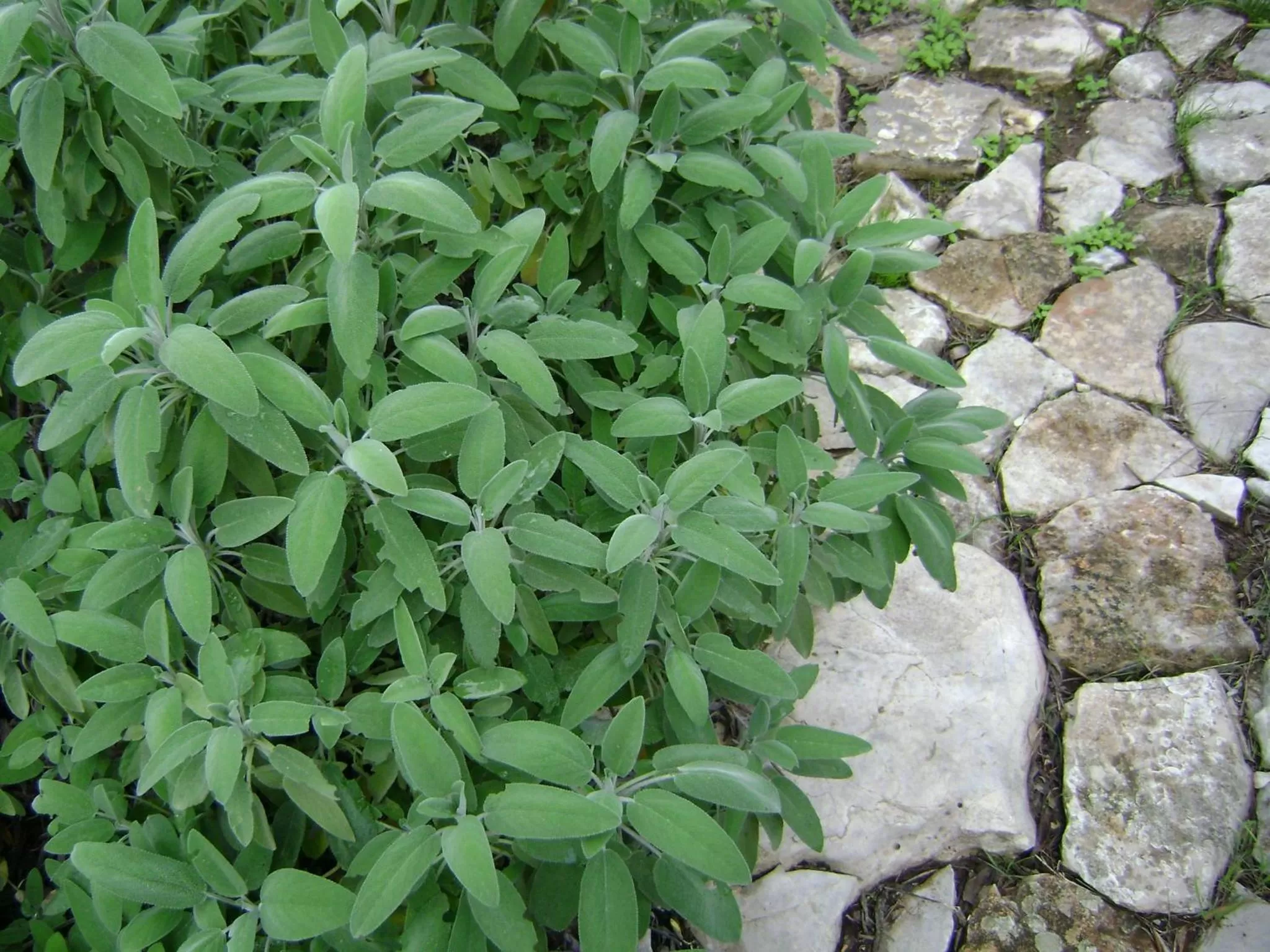 Garden in B&B Villa Mediterranea with private parking