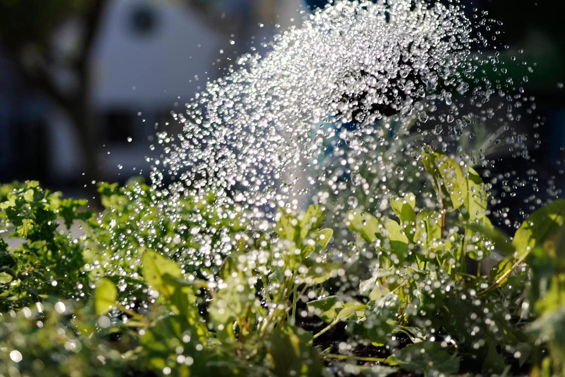 Other in Genuss Am Hof