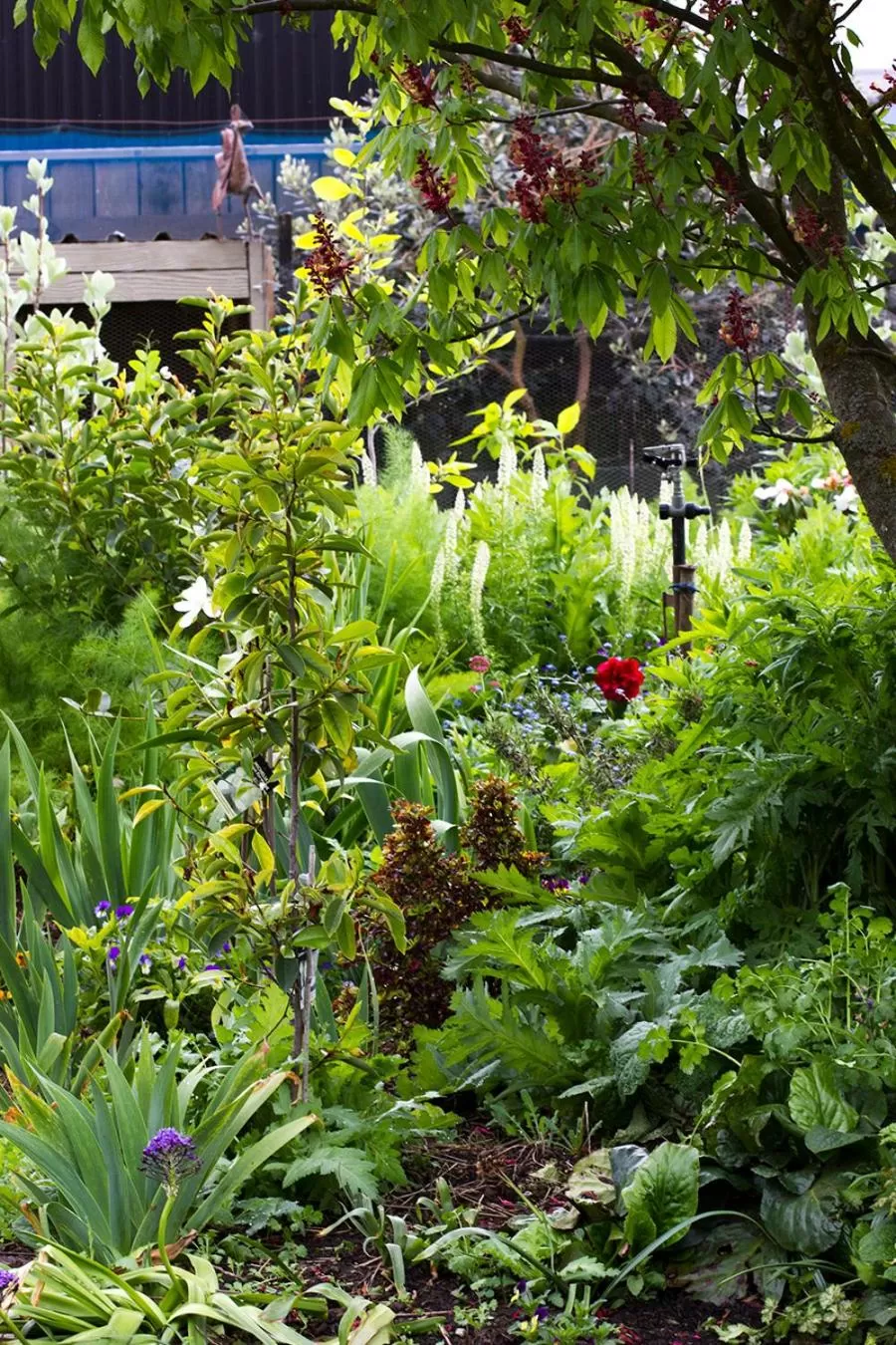Garden in Magnolia House