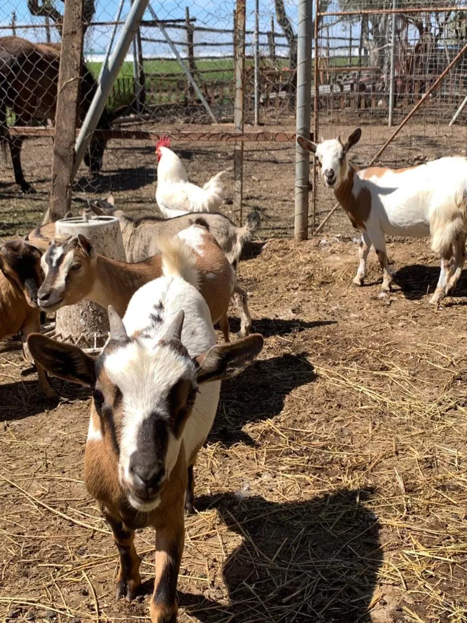 B & B Vigna Di Filippo - Paestum