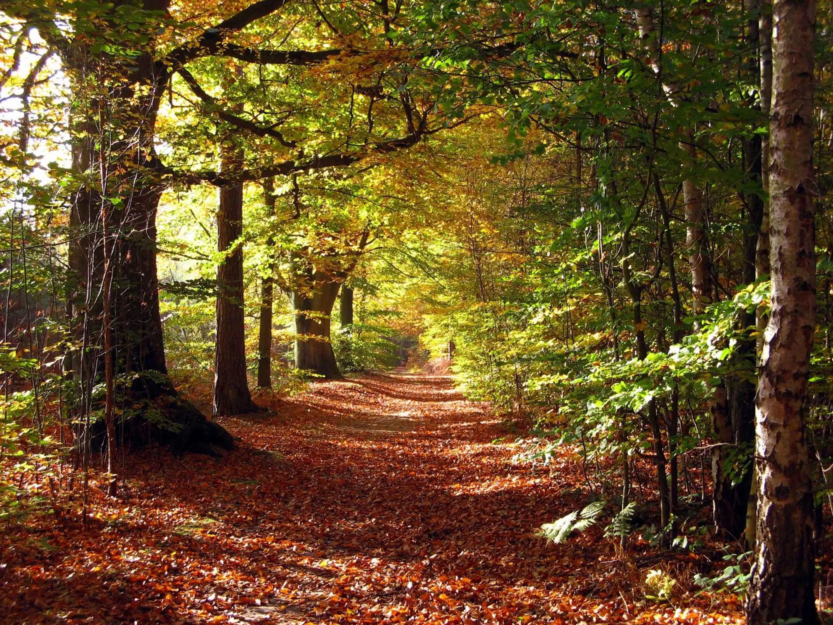 Natural landscape in IFA Graal-Müritz Hotel & Spa