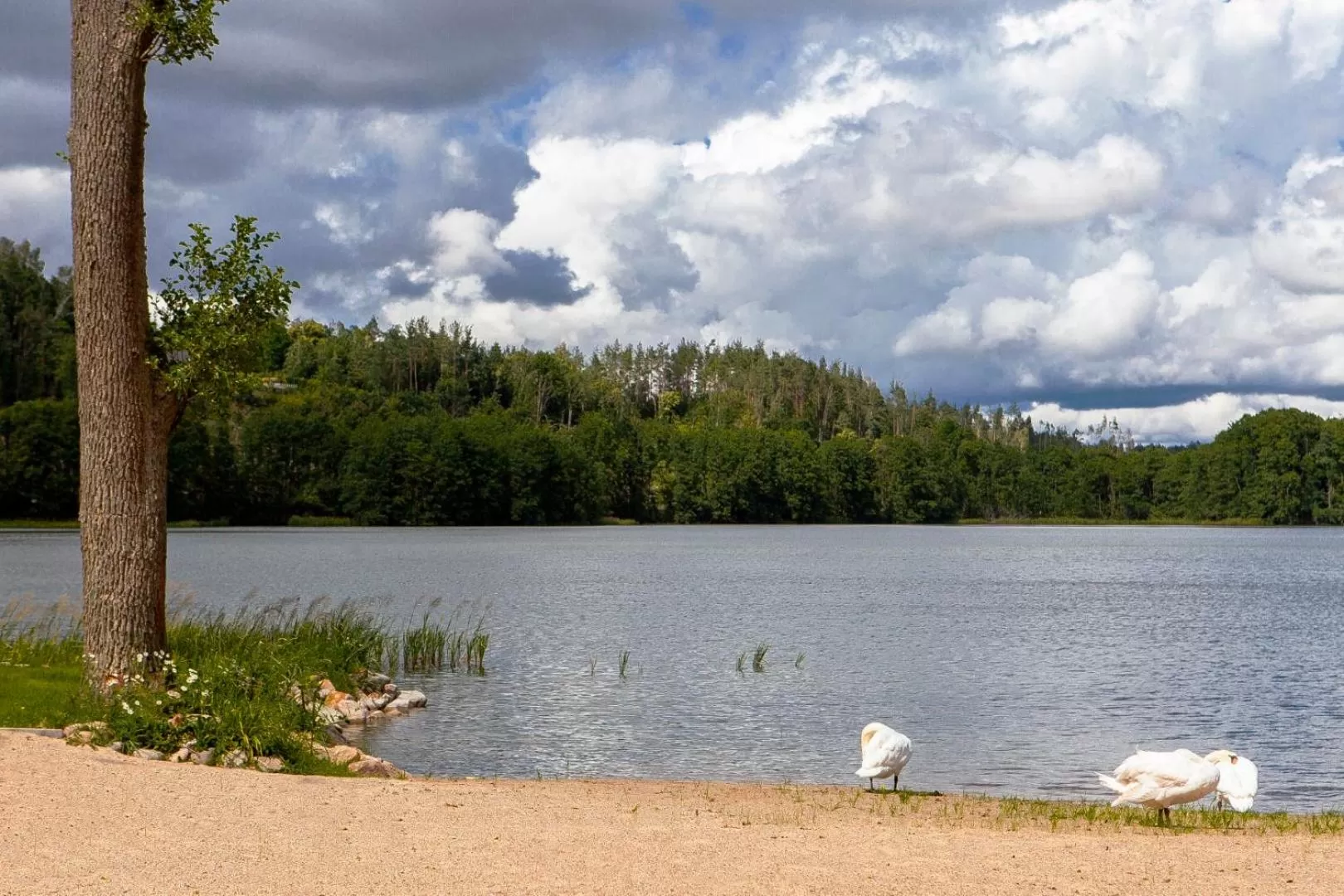 Natural landscape in Leśny Dwór