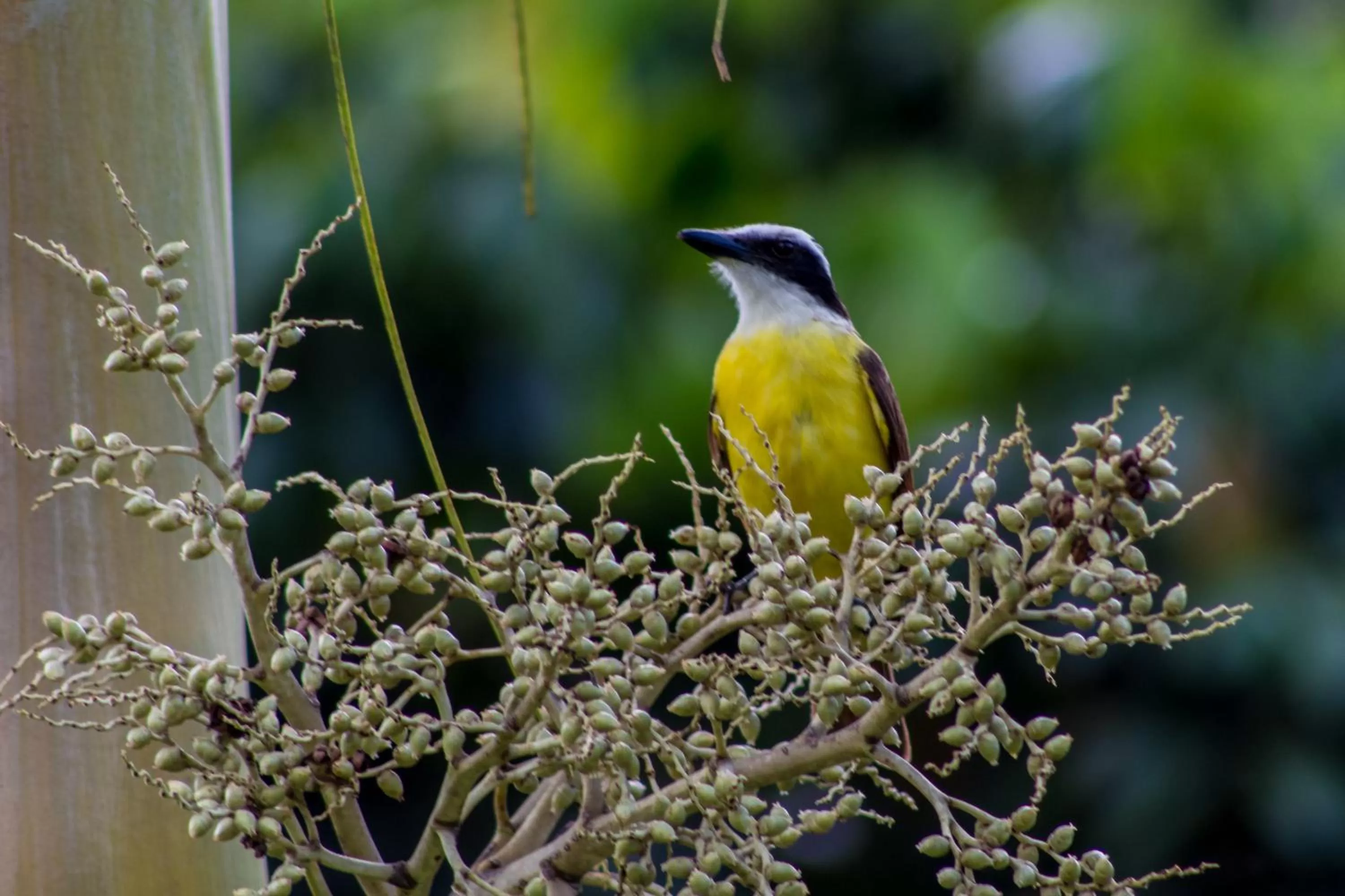 Animals in Confort Arenal