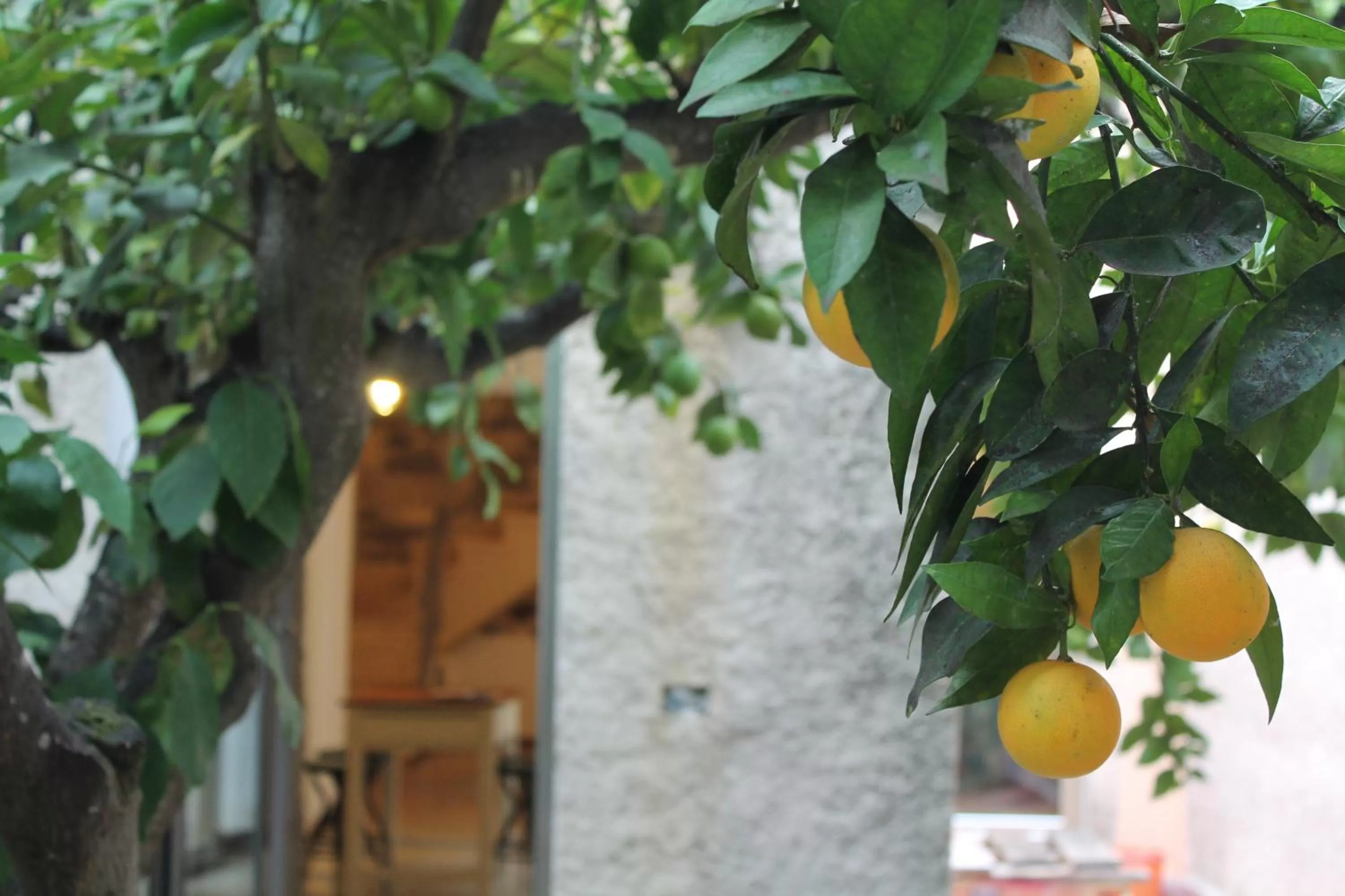 Garden in B&B Danonna