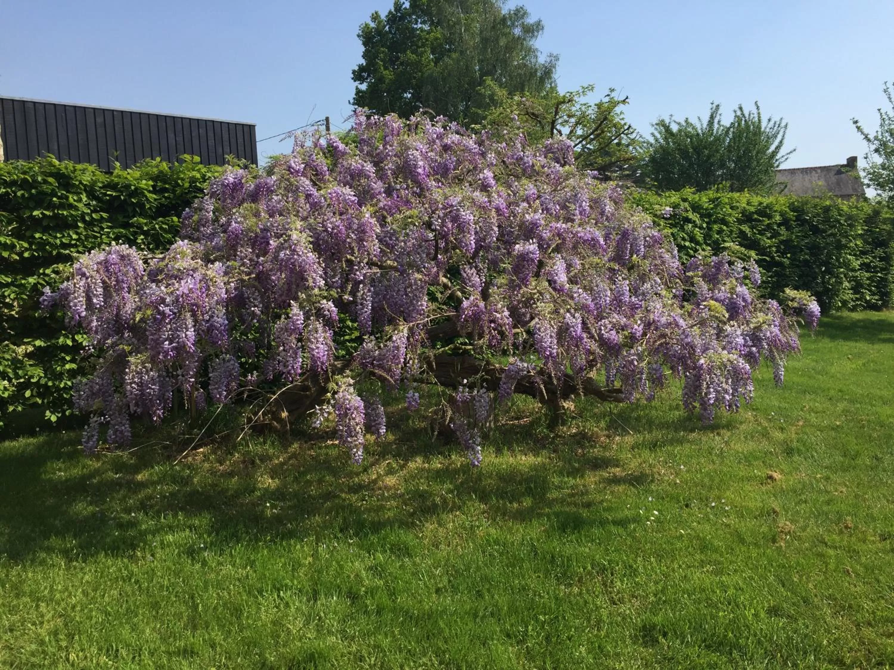 Garden in Le Clos du Gusquel