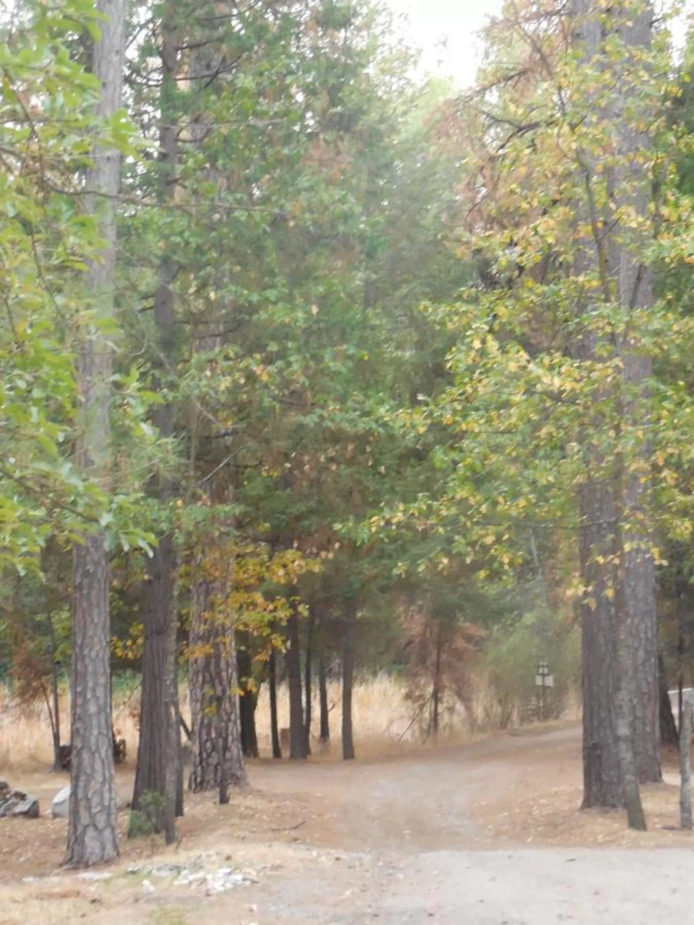 Property building in Yosemite Paradise Inn