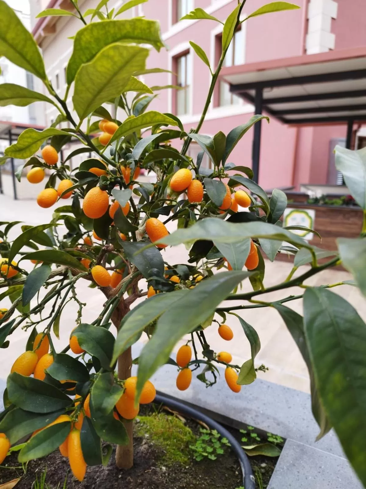 Garden in ROOMS alCentro