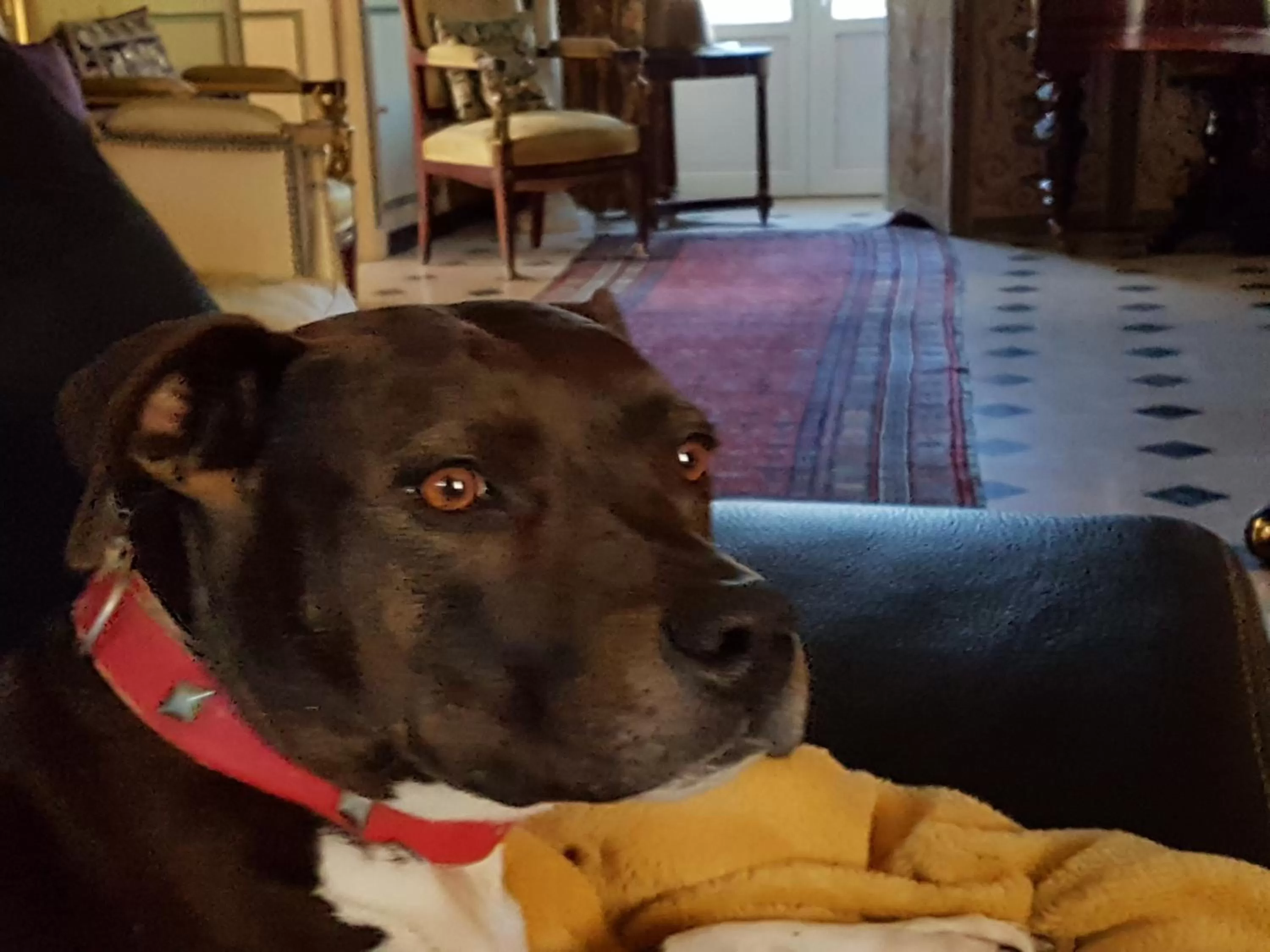 Pets in Le Kino Panorama