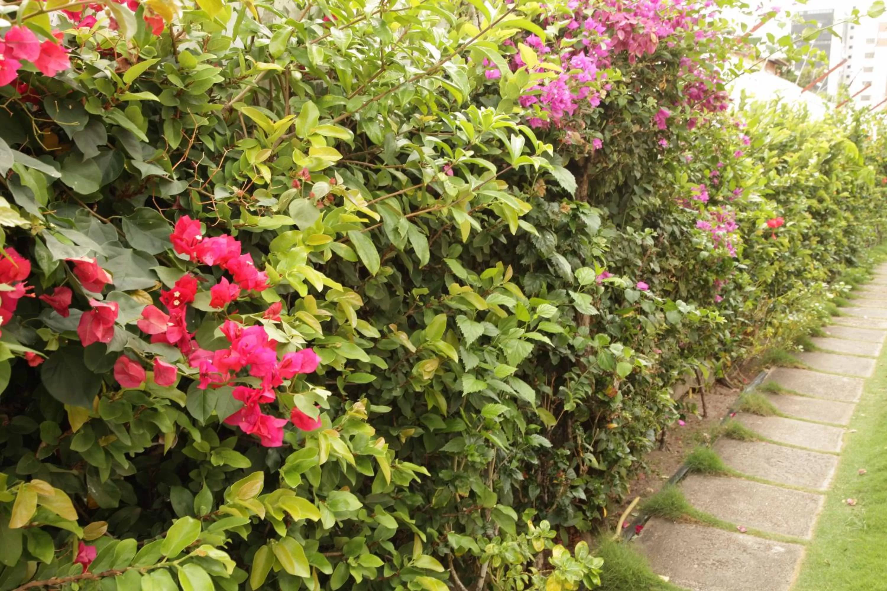 Day, Garden in Hotel Jardim