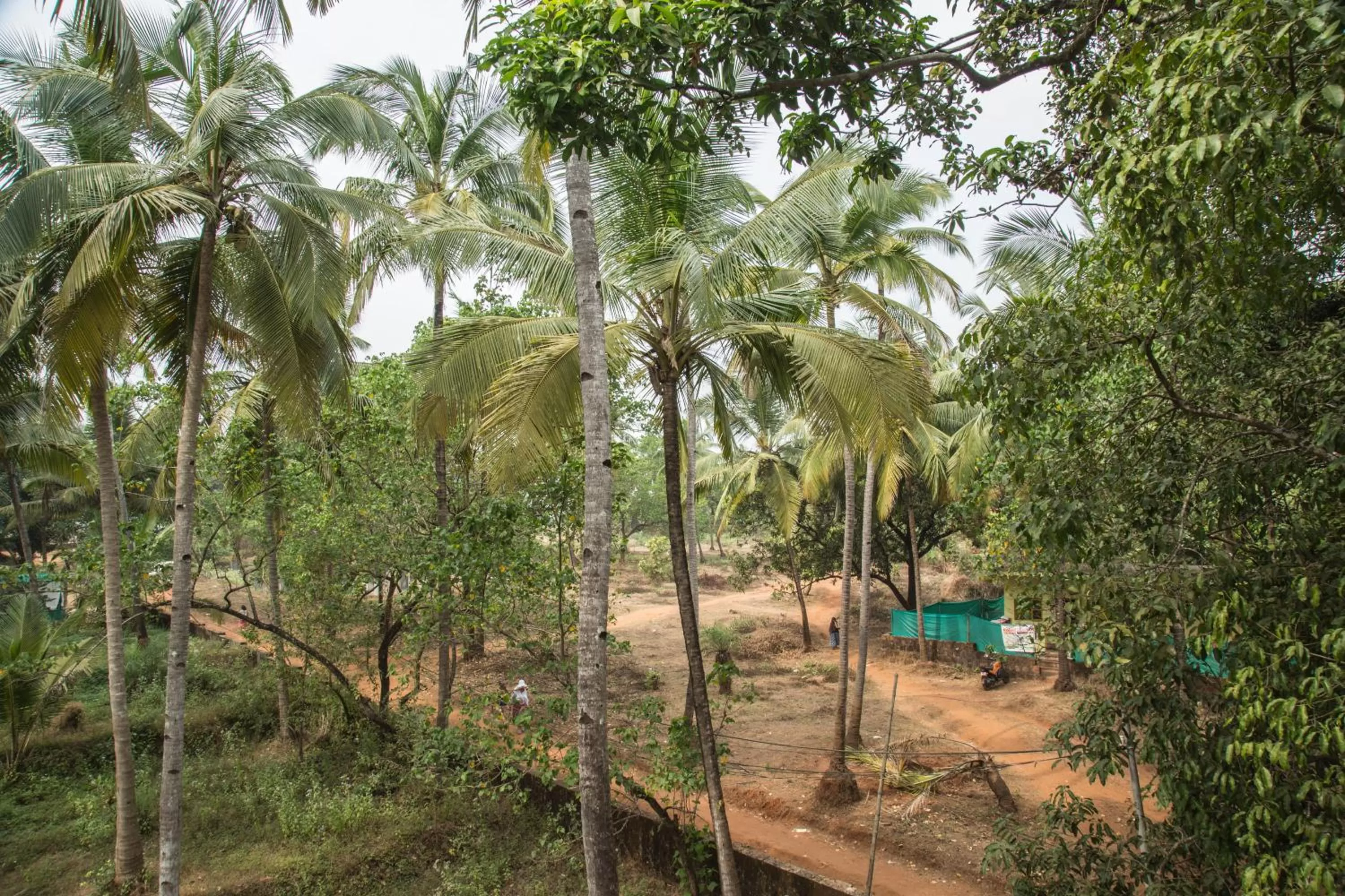 Natural landscape in Hotel Arambol Arbour