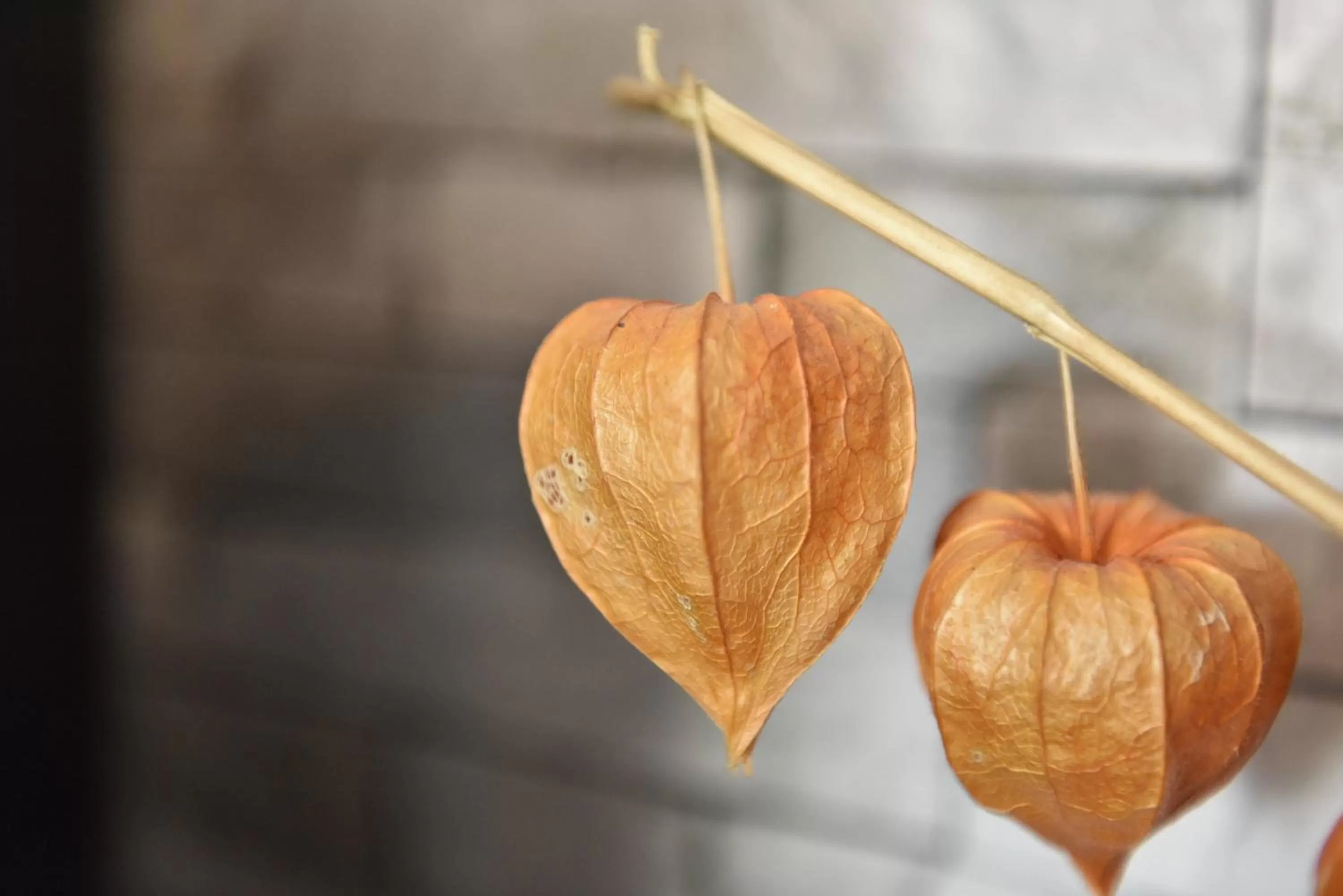 Maison d'hôtes Aux Deux Cigognes