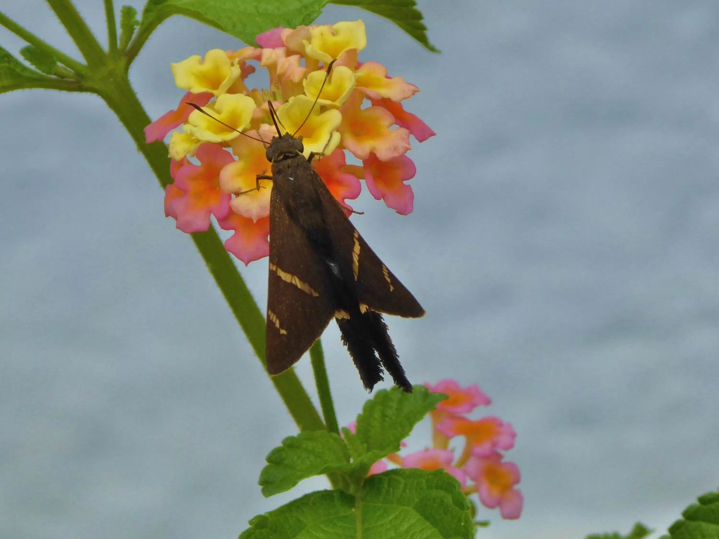 Animals in Finca El Cielo