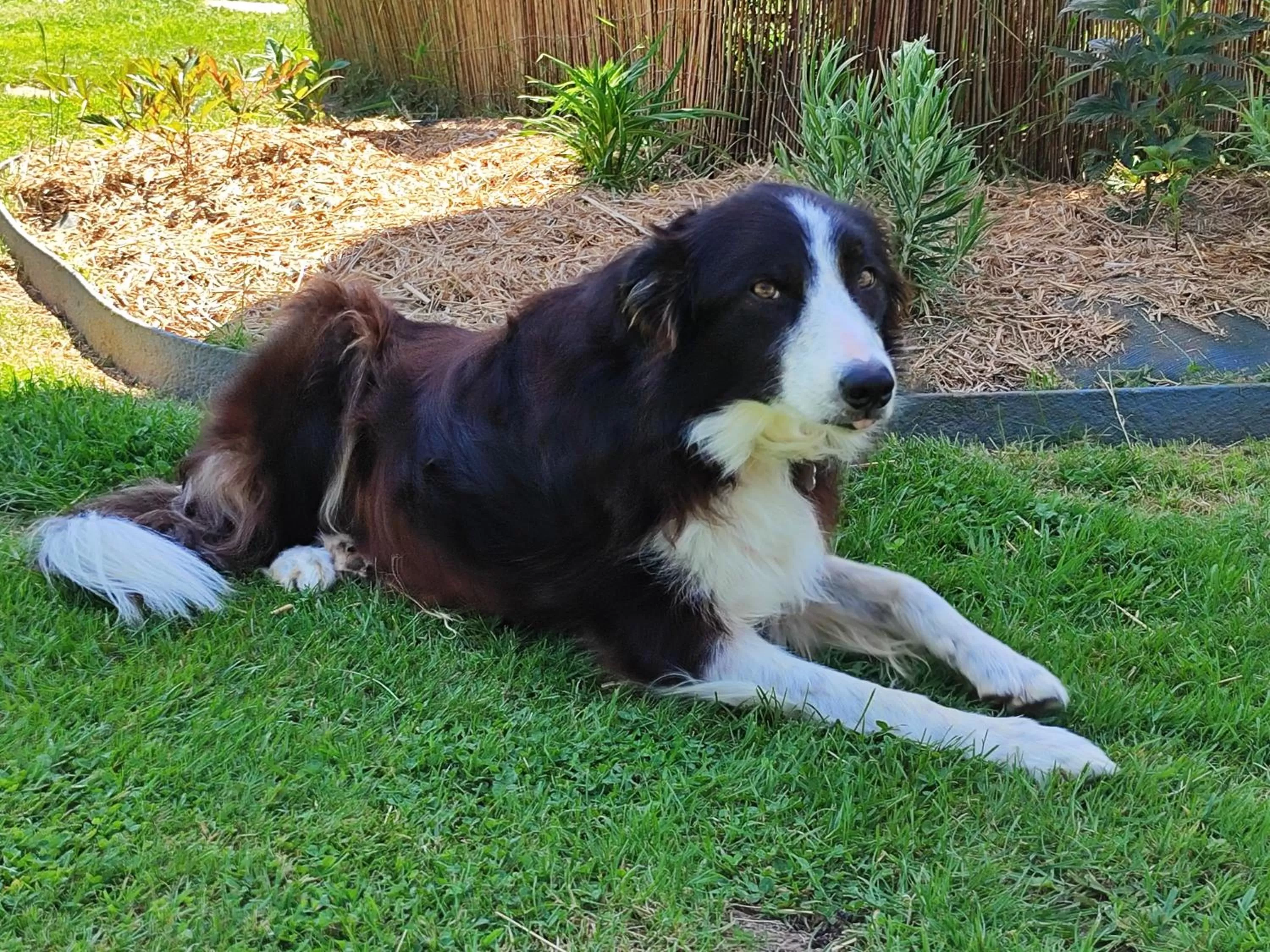 Pets in La Chaumière
