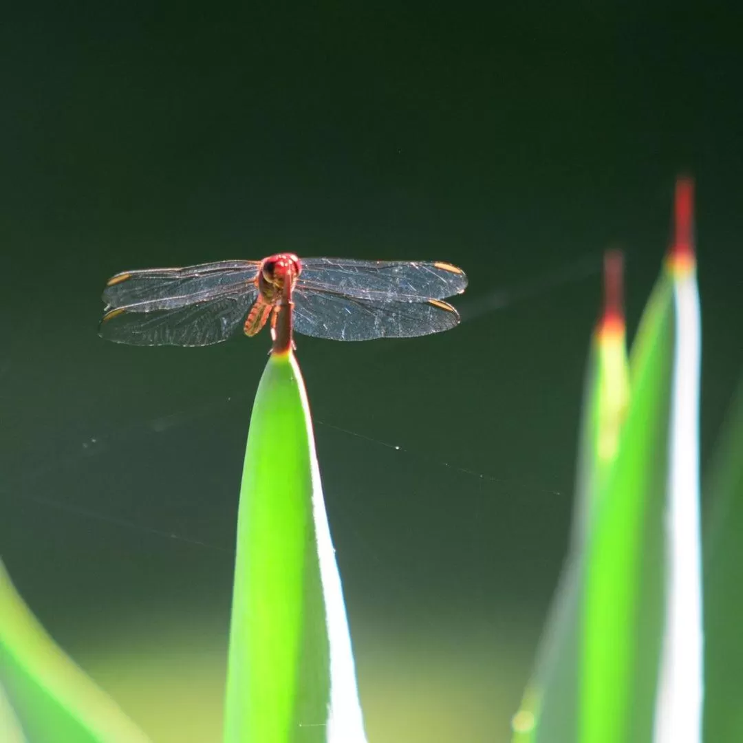 Pousada A Marca do Faraó