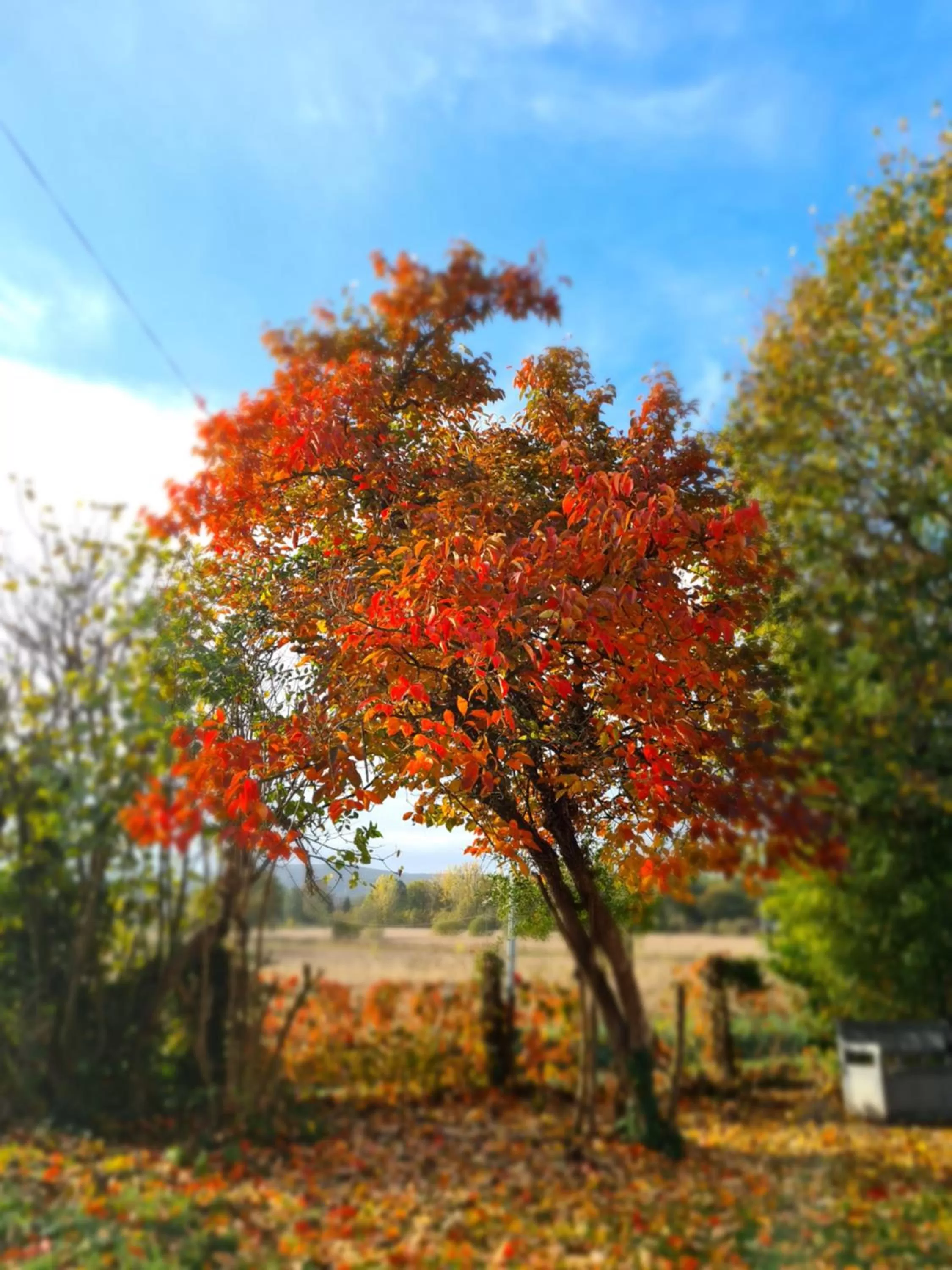 Garden in Le Coq en Repos