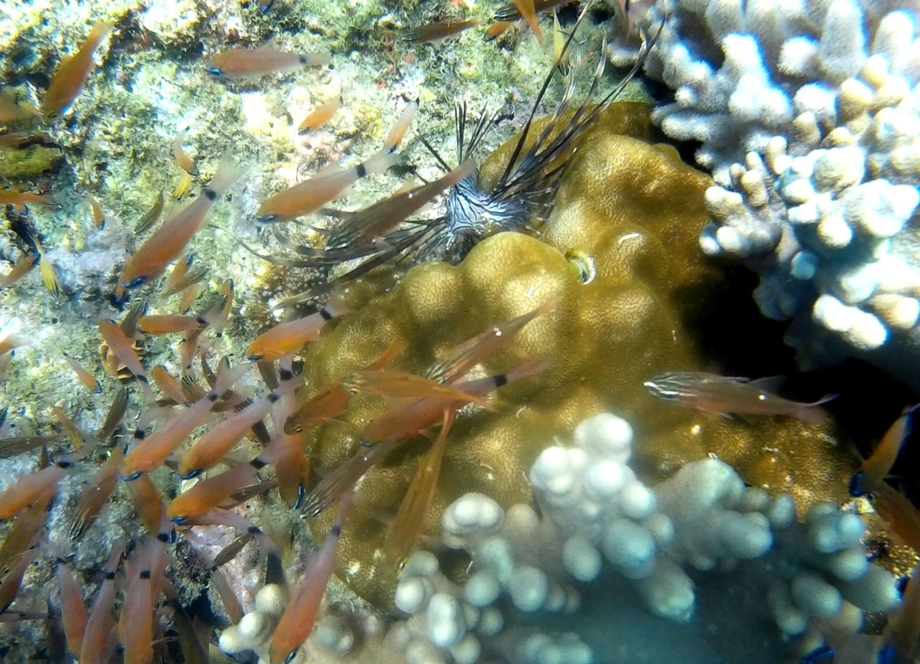 Snorkeling in Paseo Del Mar Seaside Inn
