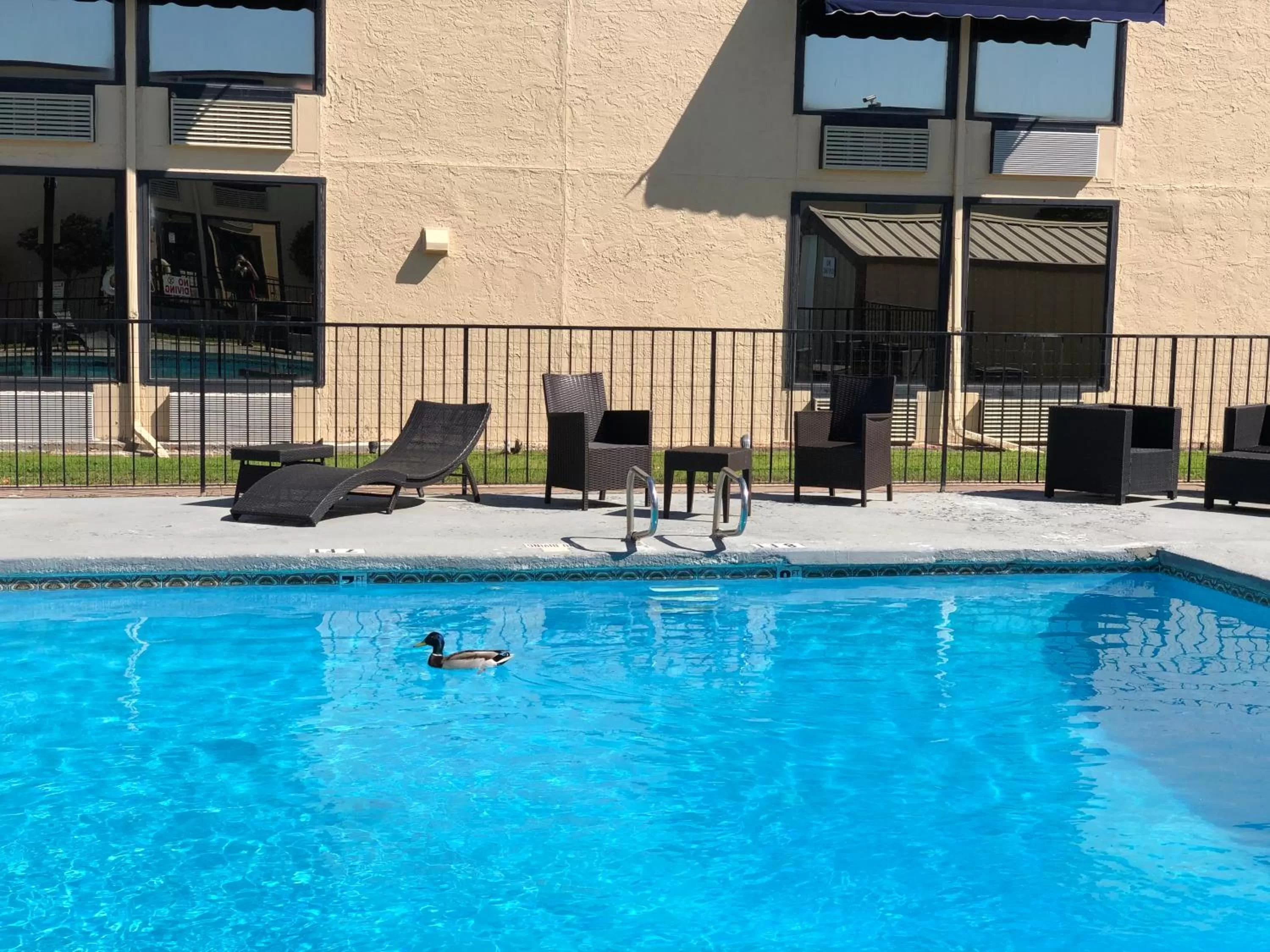 Swimming Pool in The Inn and Suites at 34 Fifty