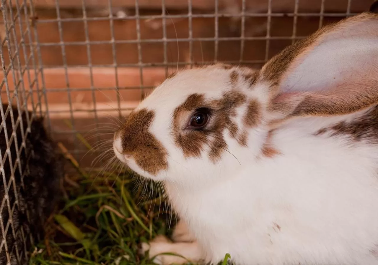 Animals in Ziołowa Dolina