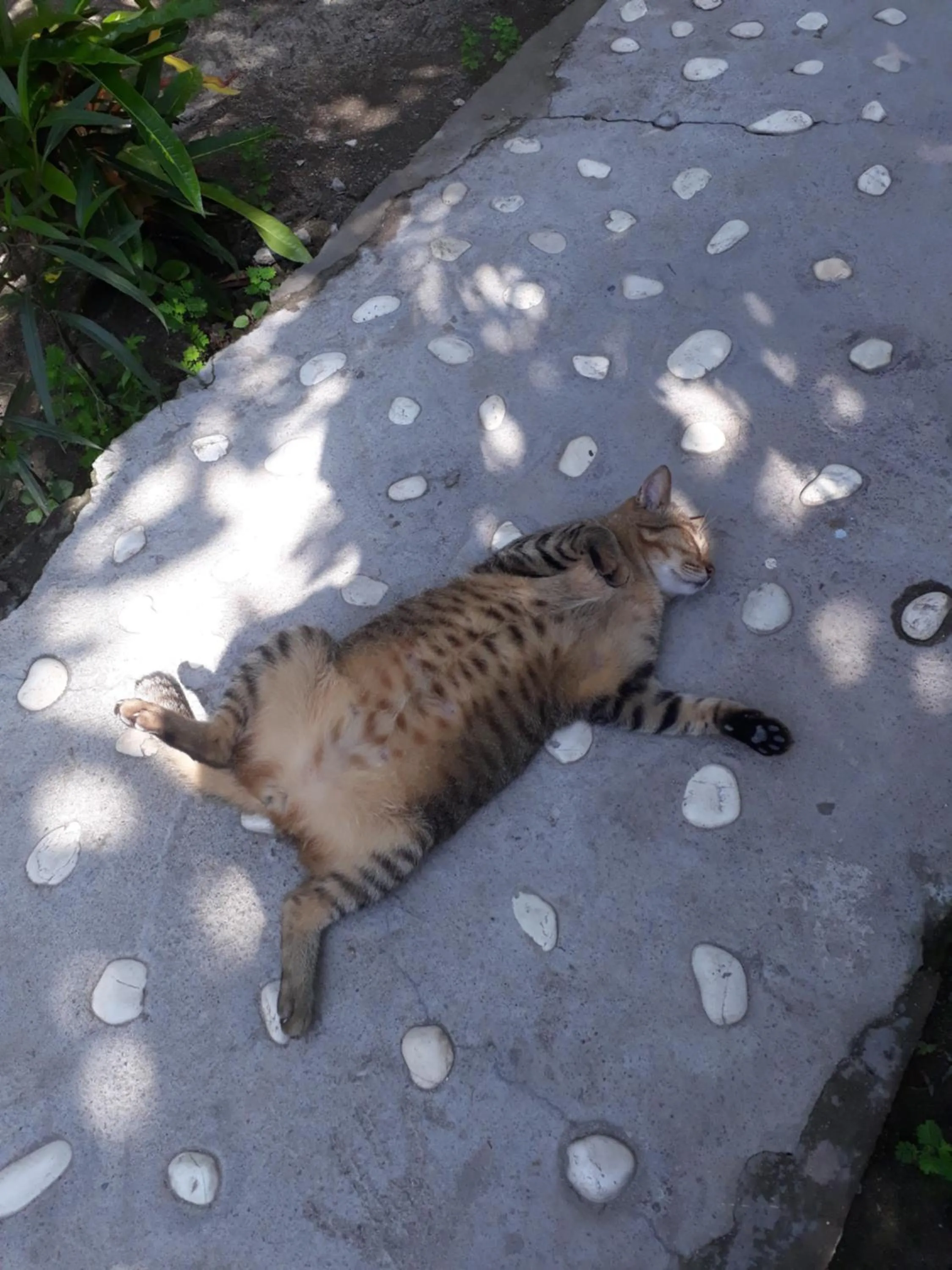 Day in Sagita Bungalow