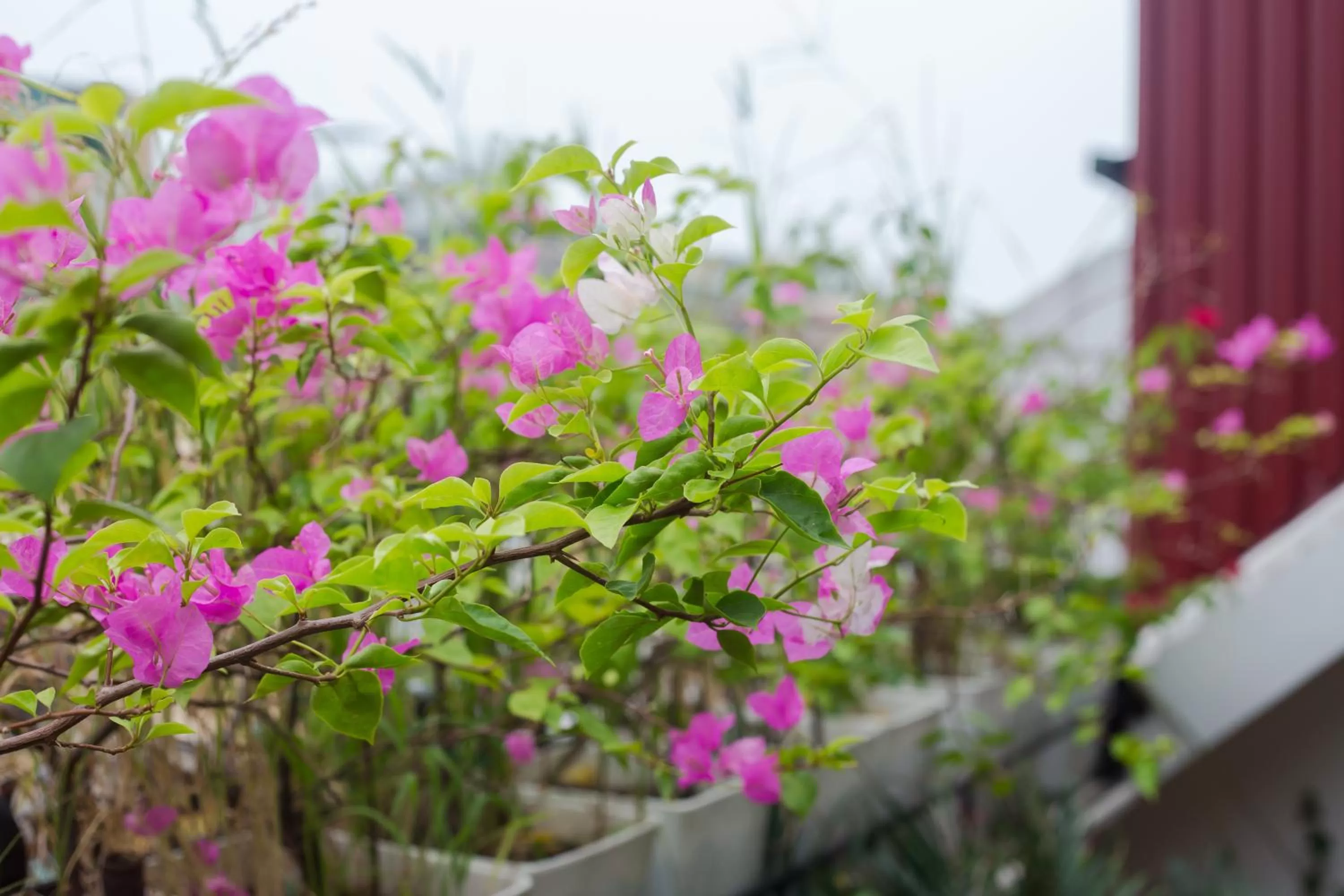 Garden in Oriental Suites Hotel & Spa