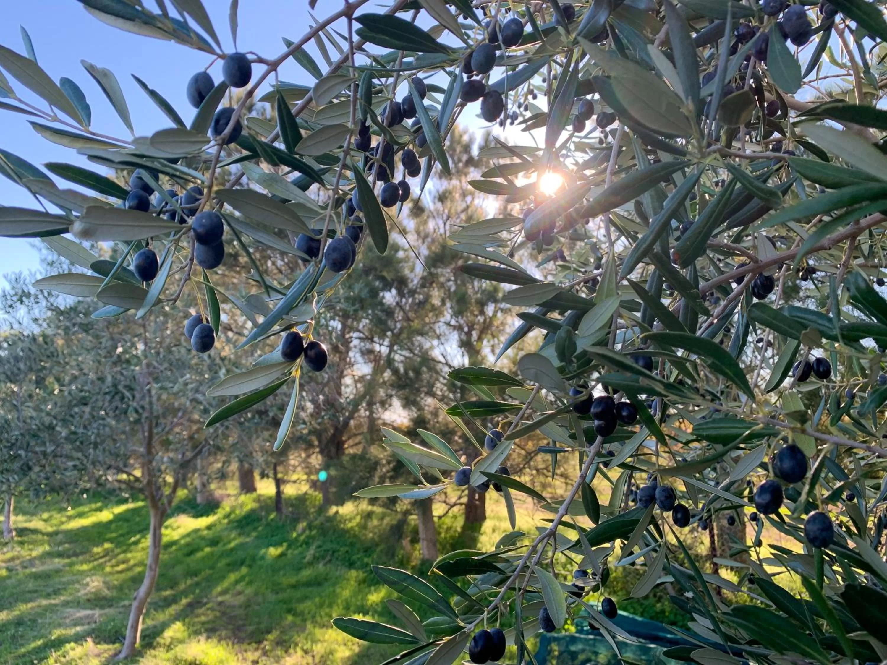 On site in The Old Chaff Mill Organic Vineyard Retreat
