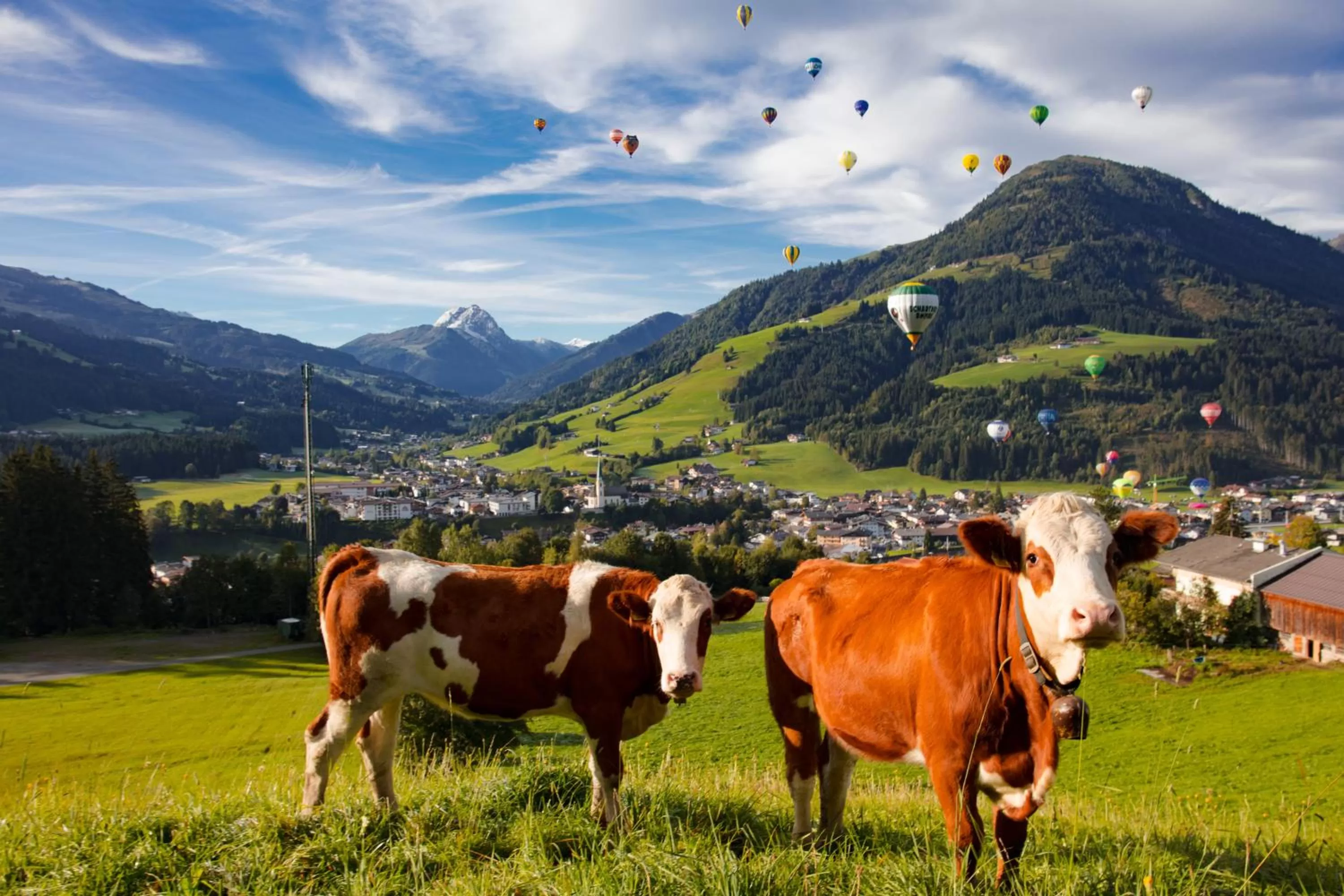 Animals in Hotel Garni Wieshof